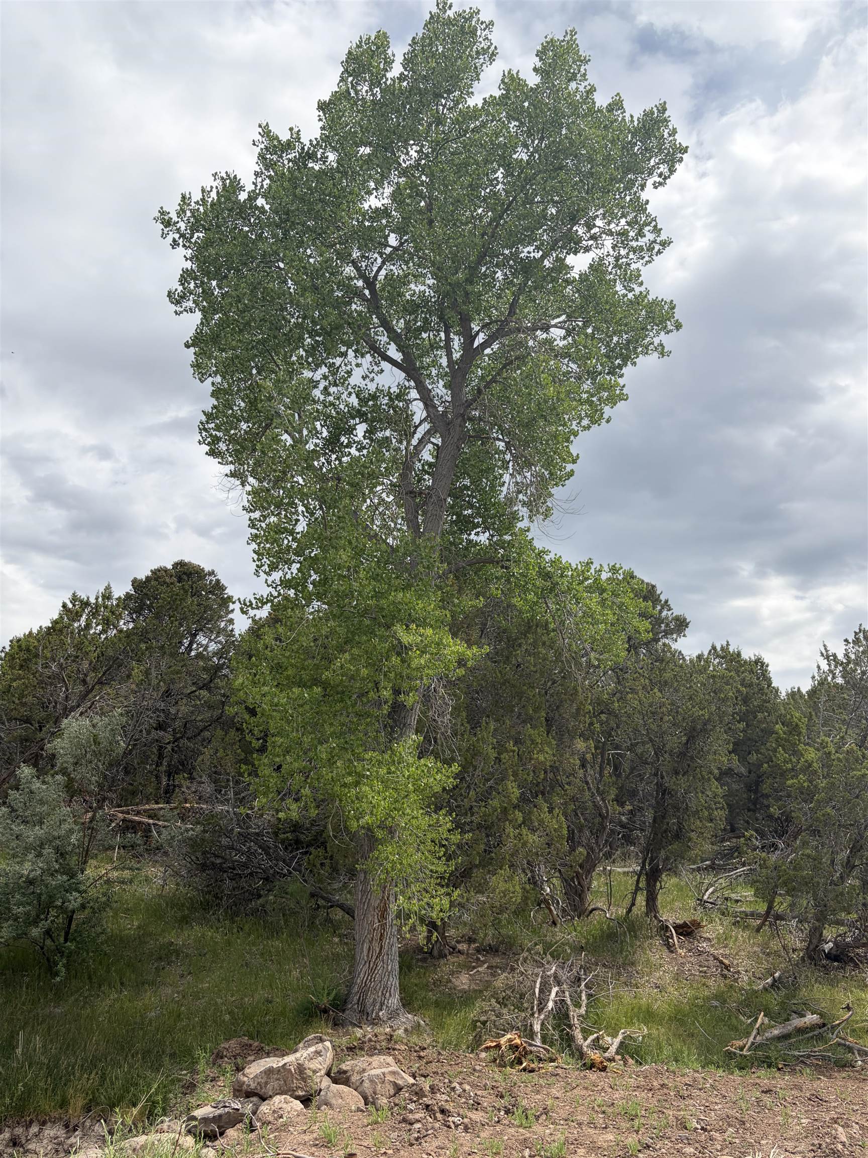 Tbd Cactus Park Road Property Photo 4