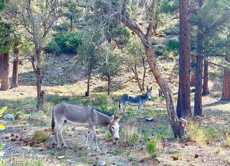 4765 Silver Tip Trail Property Photo 66