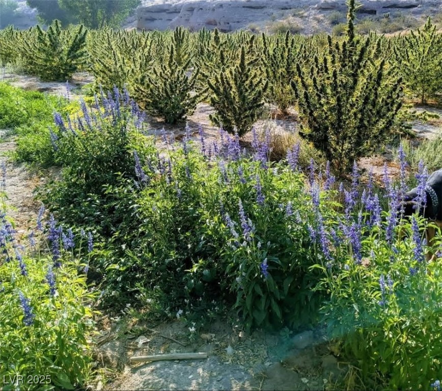 46955 Moapa Road Property Photo 6