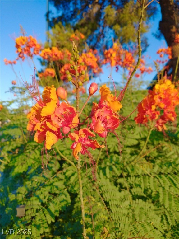 7150 Mountain Moss Drive Property Photo 6