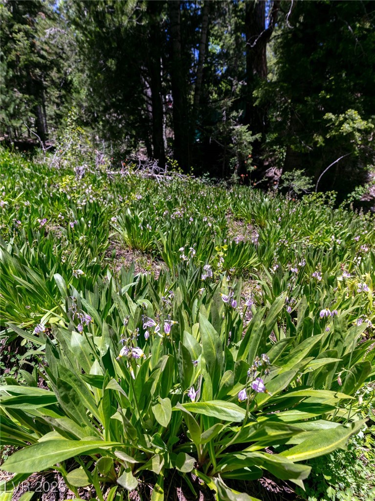 4085 Cougar Ridge Trail Property Photo 21