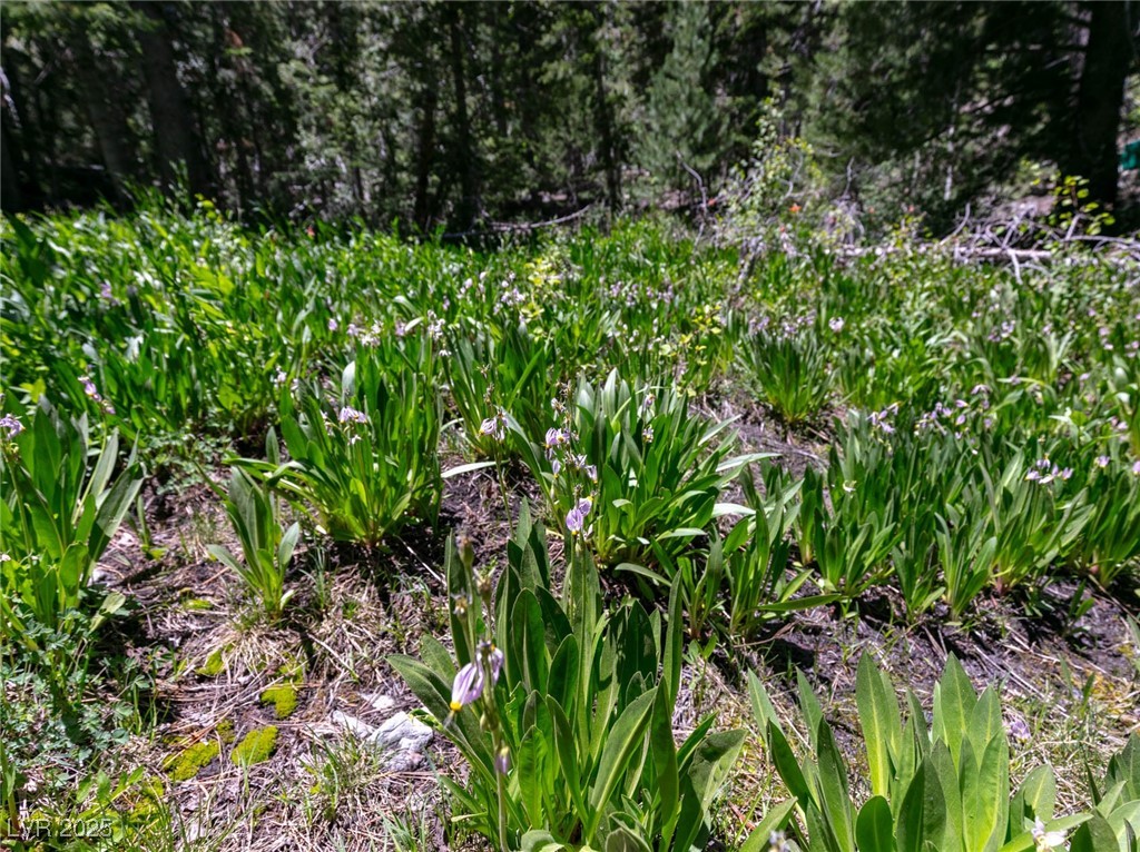 4085 Cougar Ridge Trail Property Photo 22