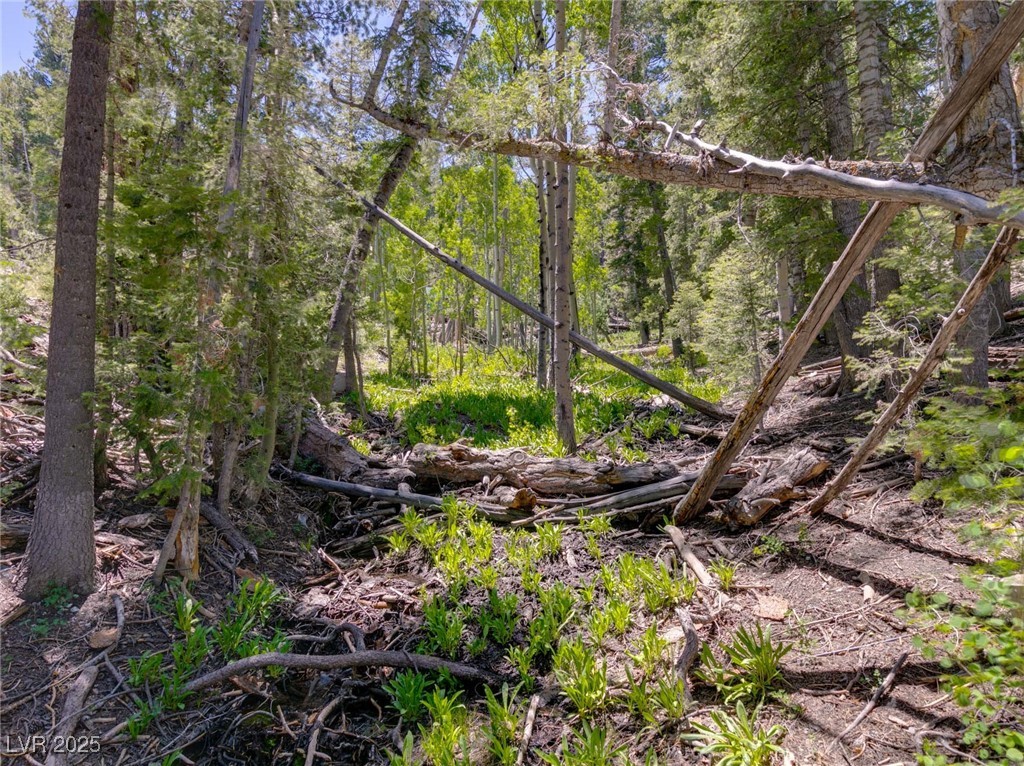 4085 Cougar Ridge Trail Property Photo 38