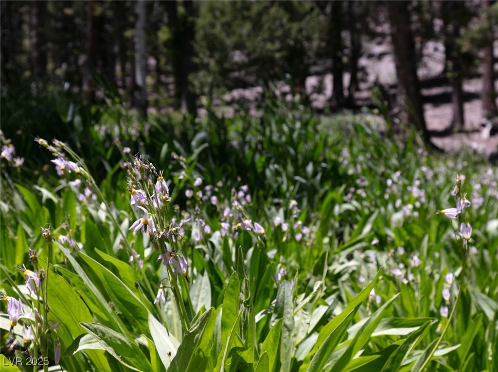 4085 Cougar Ridge Trail Property Photo 40