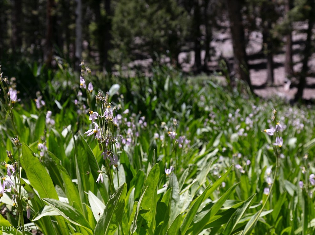 4085 Cougar Ridge Trail Property Photo 41