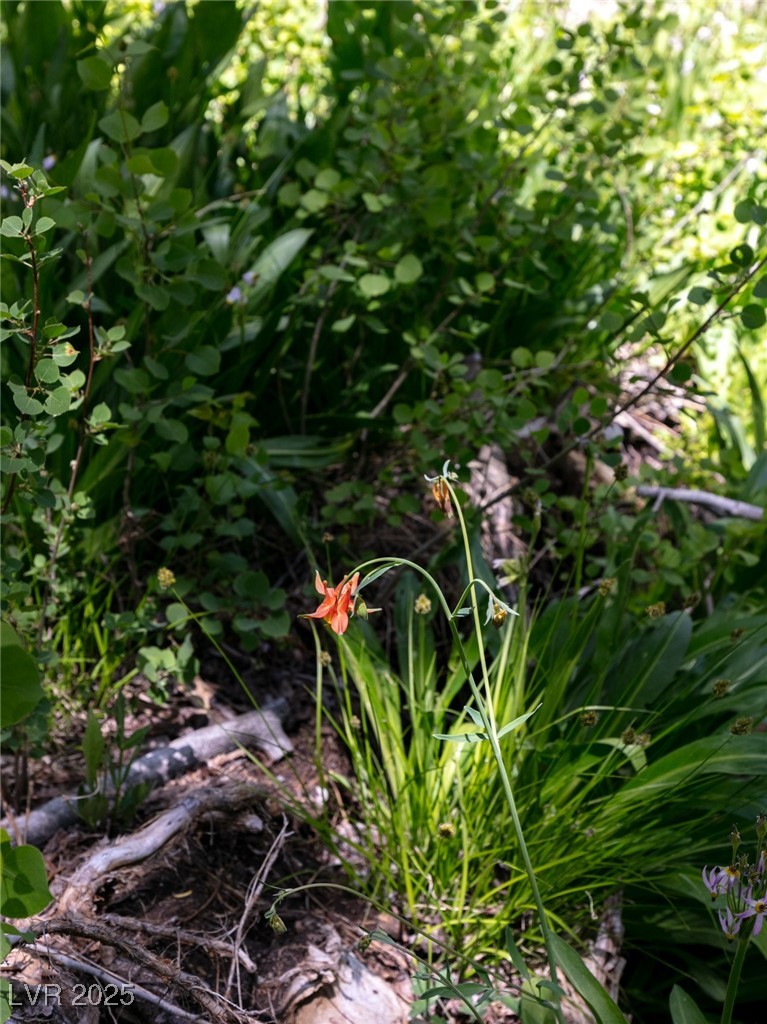 4085 Cougar Ridge Trail Property Photo 43