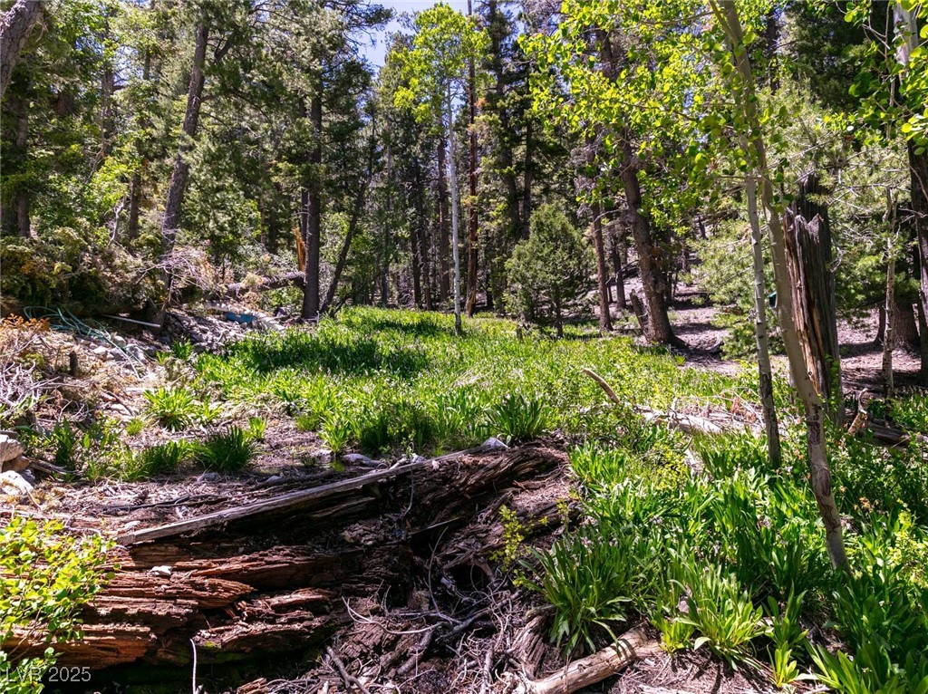 4085 Cougar Ridge Trail Property Photo 44