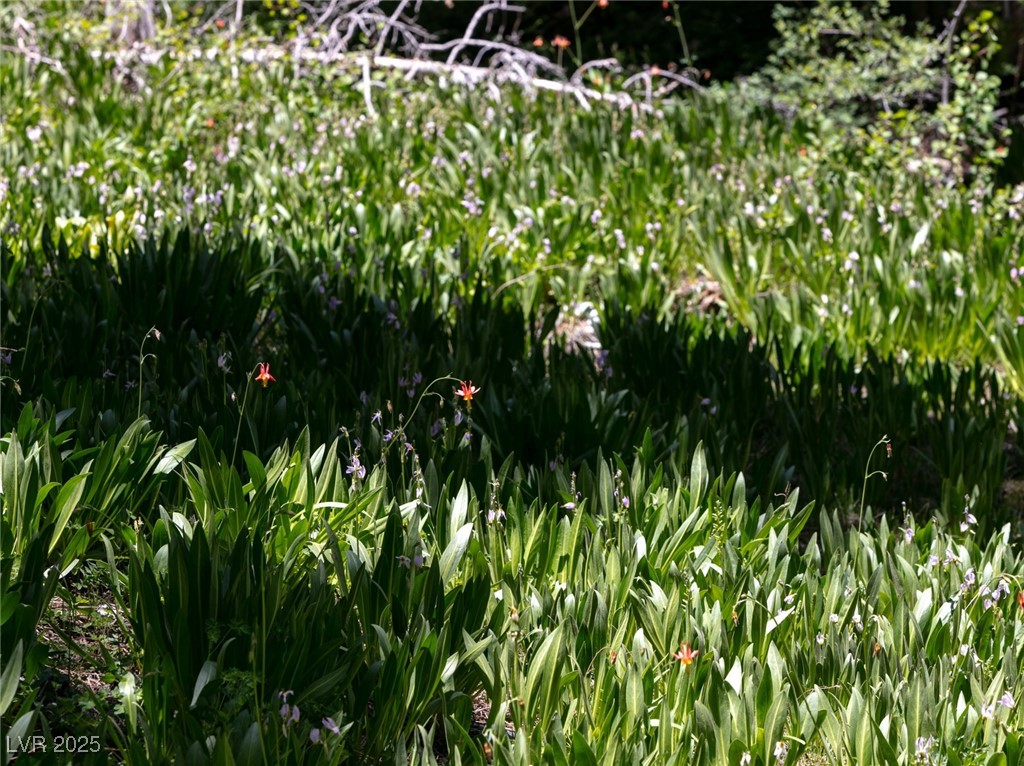 4075 Cougar Ridge Trail Property Photo 66