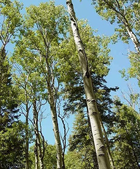 0 Deer Creek Property Photo 8