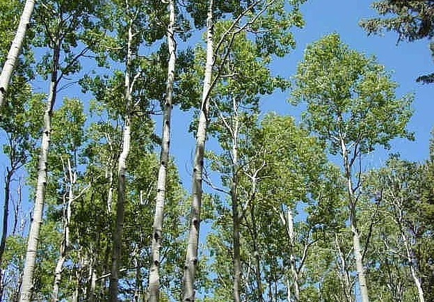 0 Deer Creek Property Photo 9