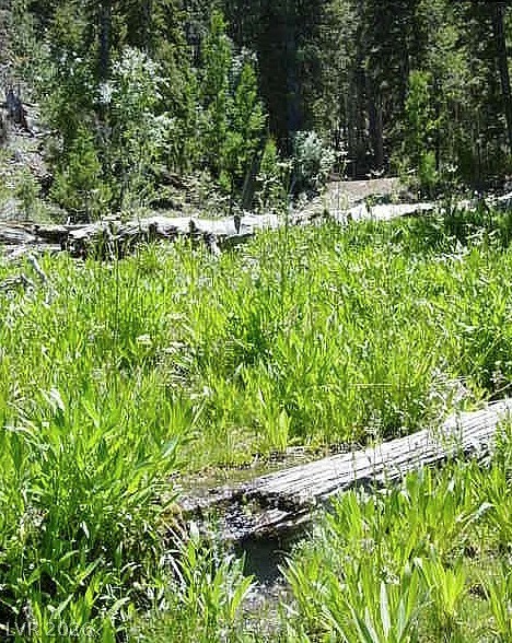 0 Deer Creek Property Photo 10