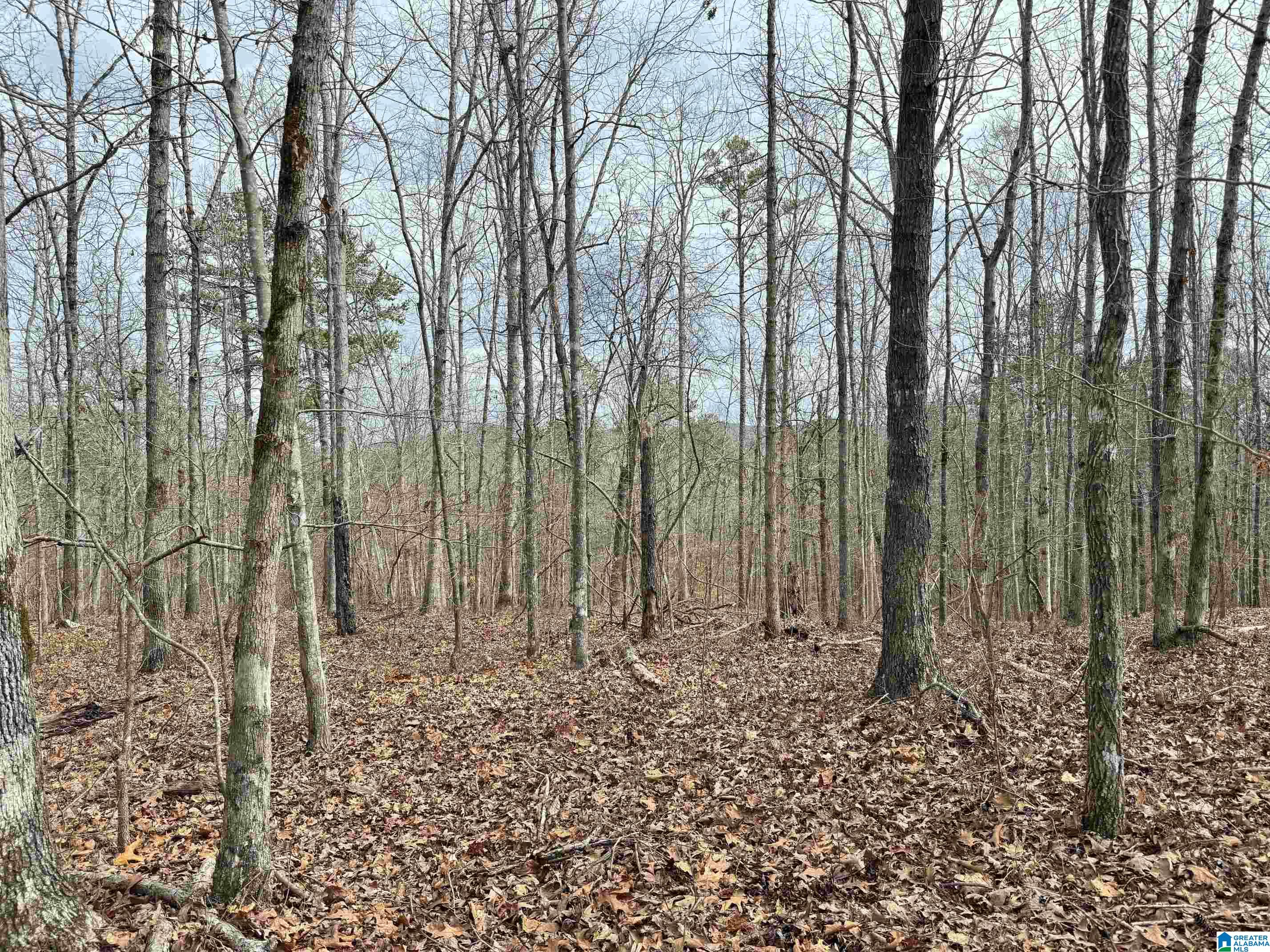 0 County Road 18 Property Photo 15