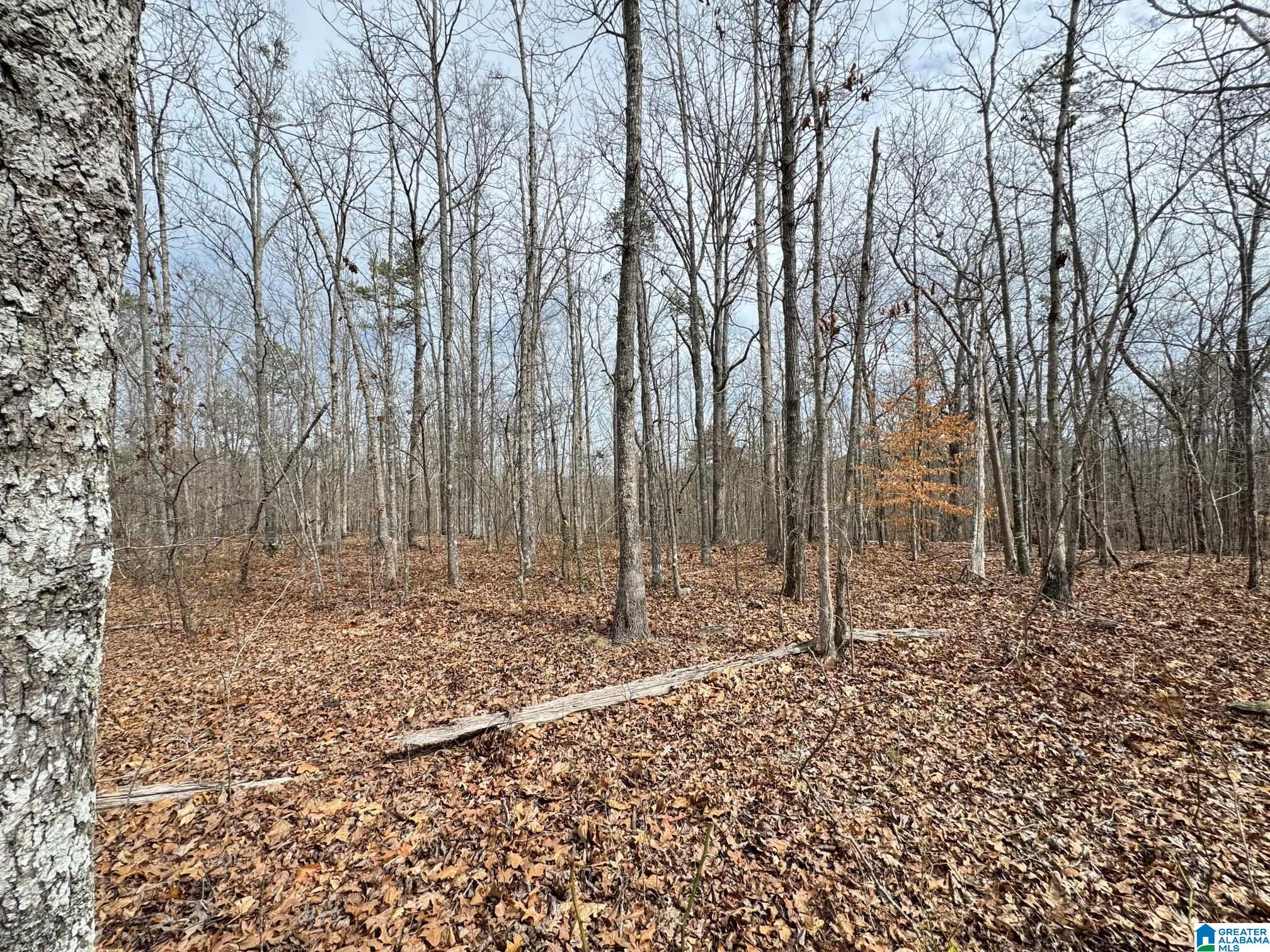 0 County Road 18 Property Photo 17