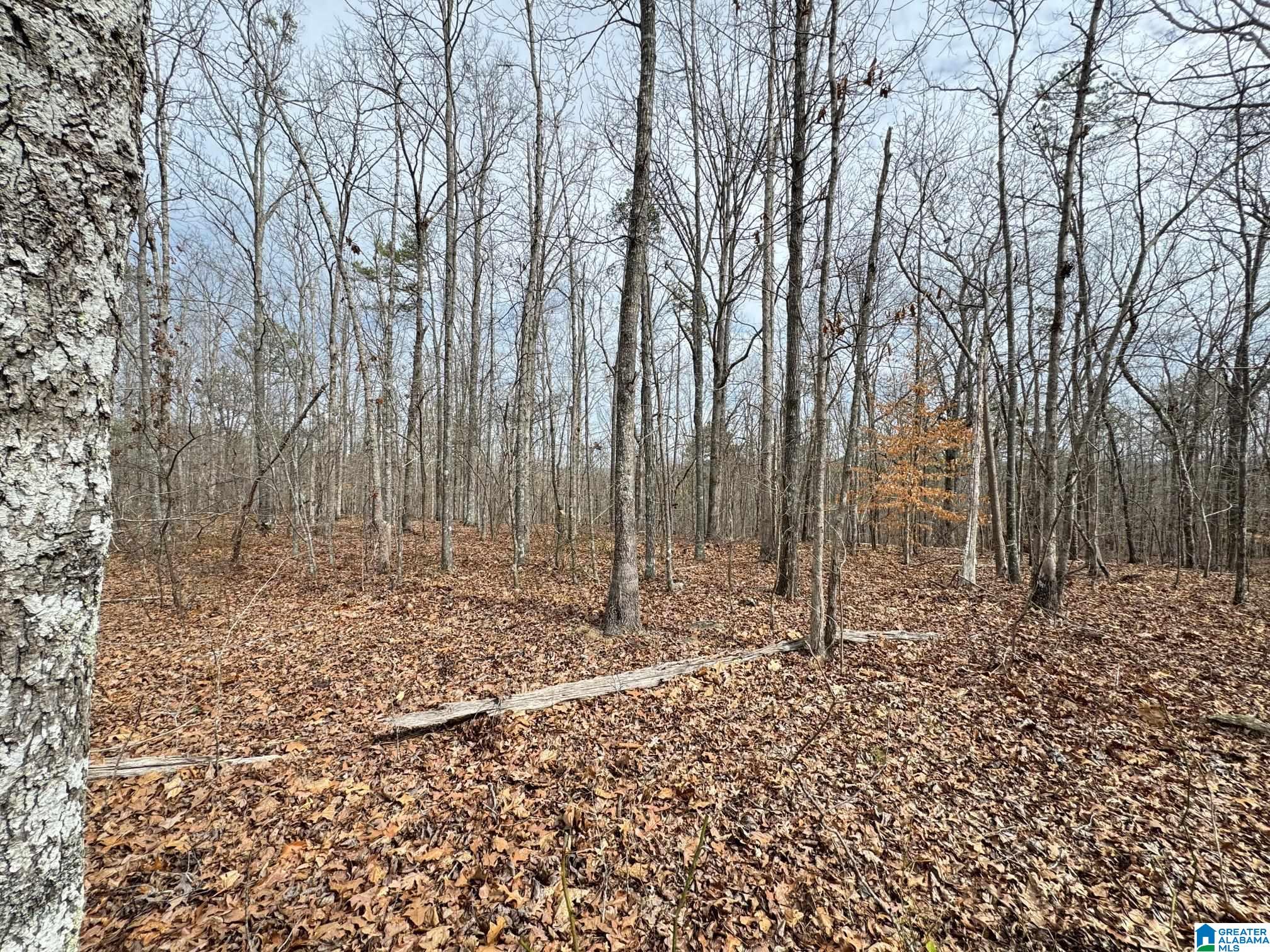 0 County Road 18 Property Photo 18