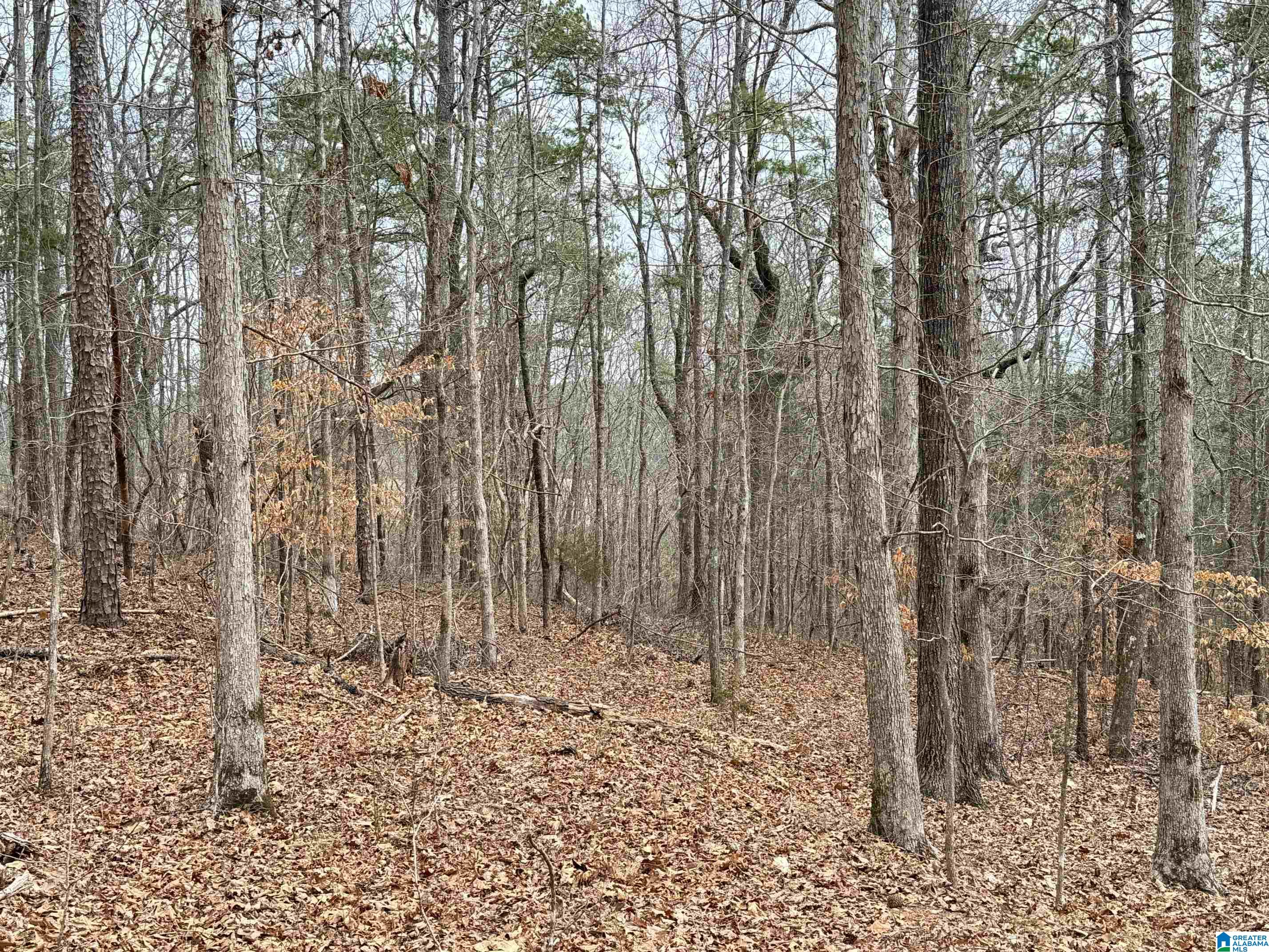 0 County Road 18 Property Photo 19