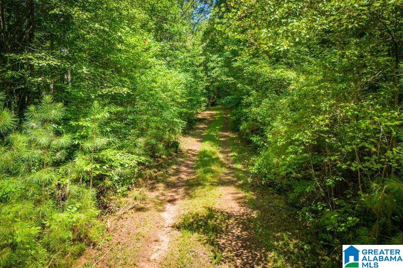 250 Acres County Road 540 Property Photo 3