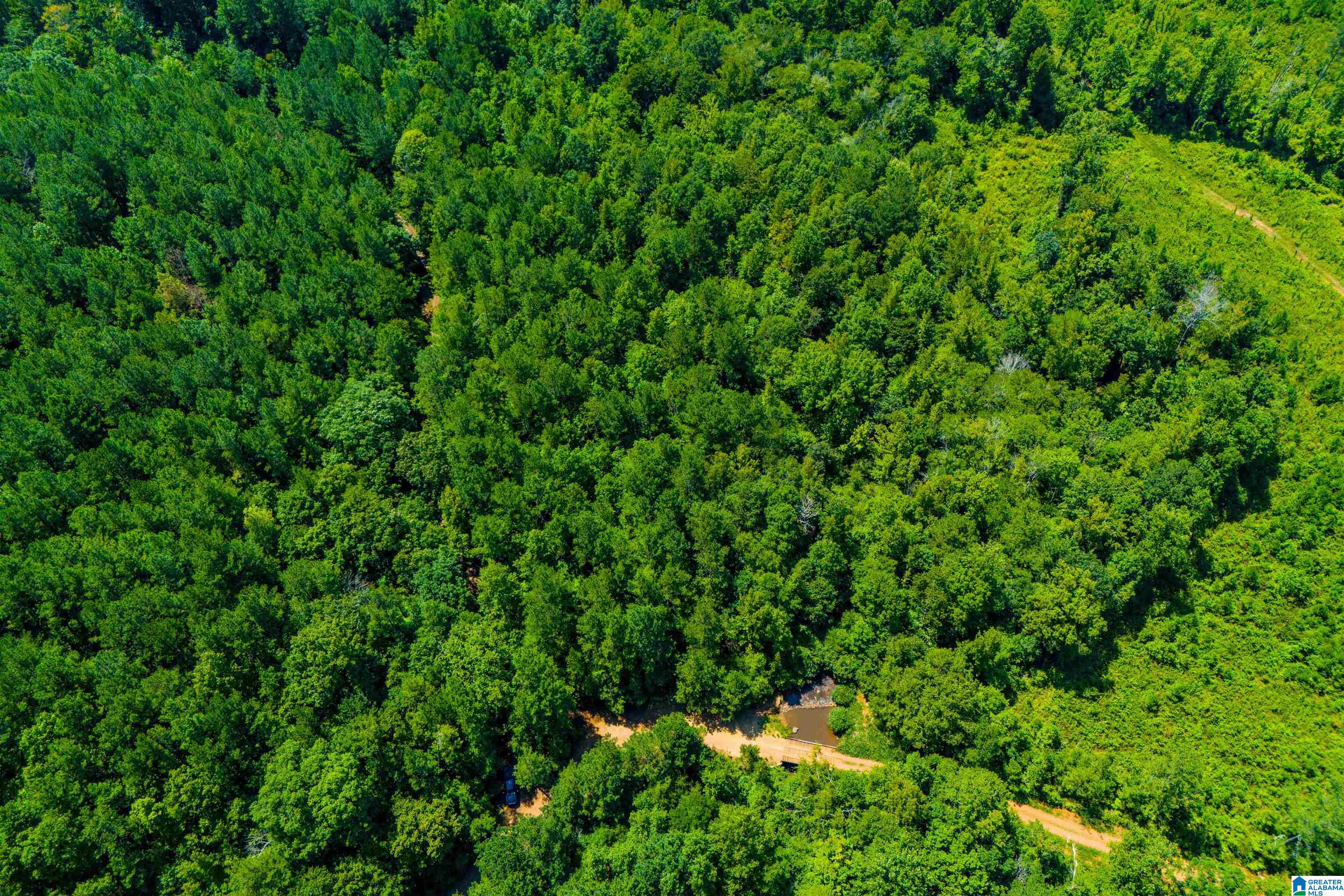 250 Acres County Road 540 Property Photo 7