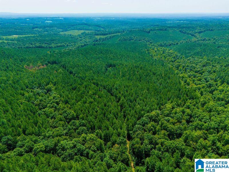 250 Acres County Road 540 Property Photo 8