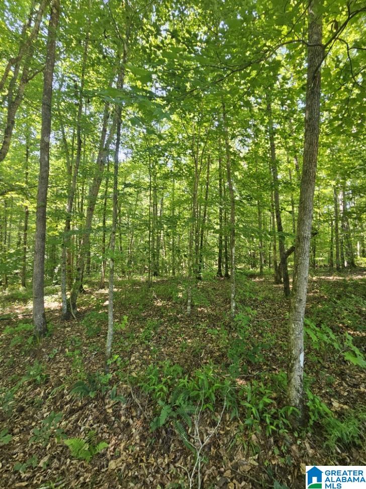 0 County Road 12 Property Photo 7