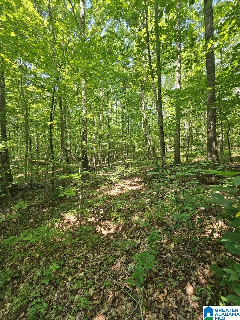 0 County Road 12 Property Photo 10