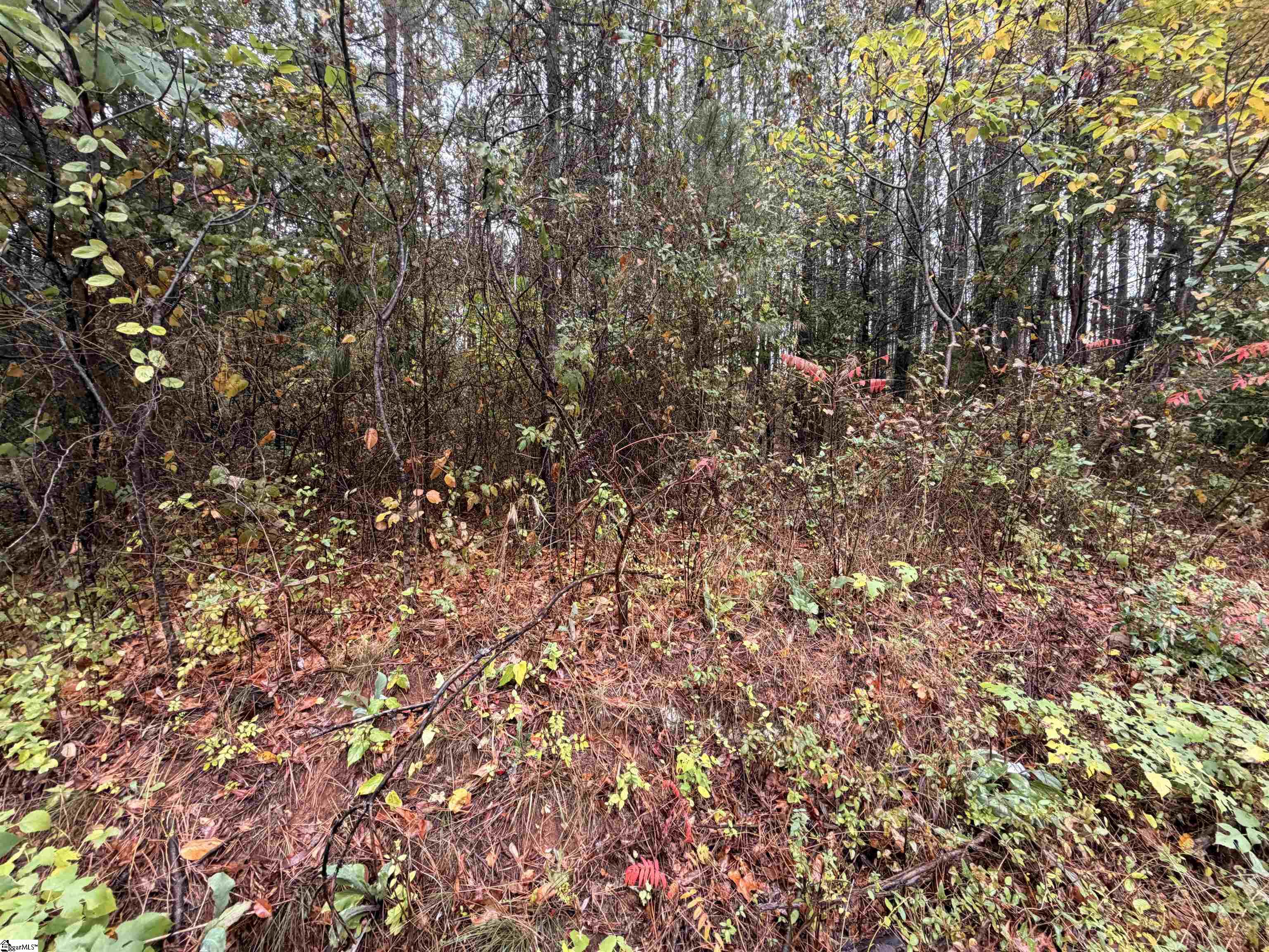 00 Beech Springs Road Property Photo 4