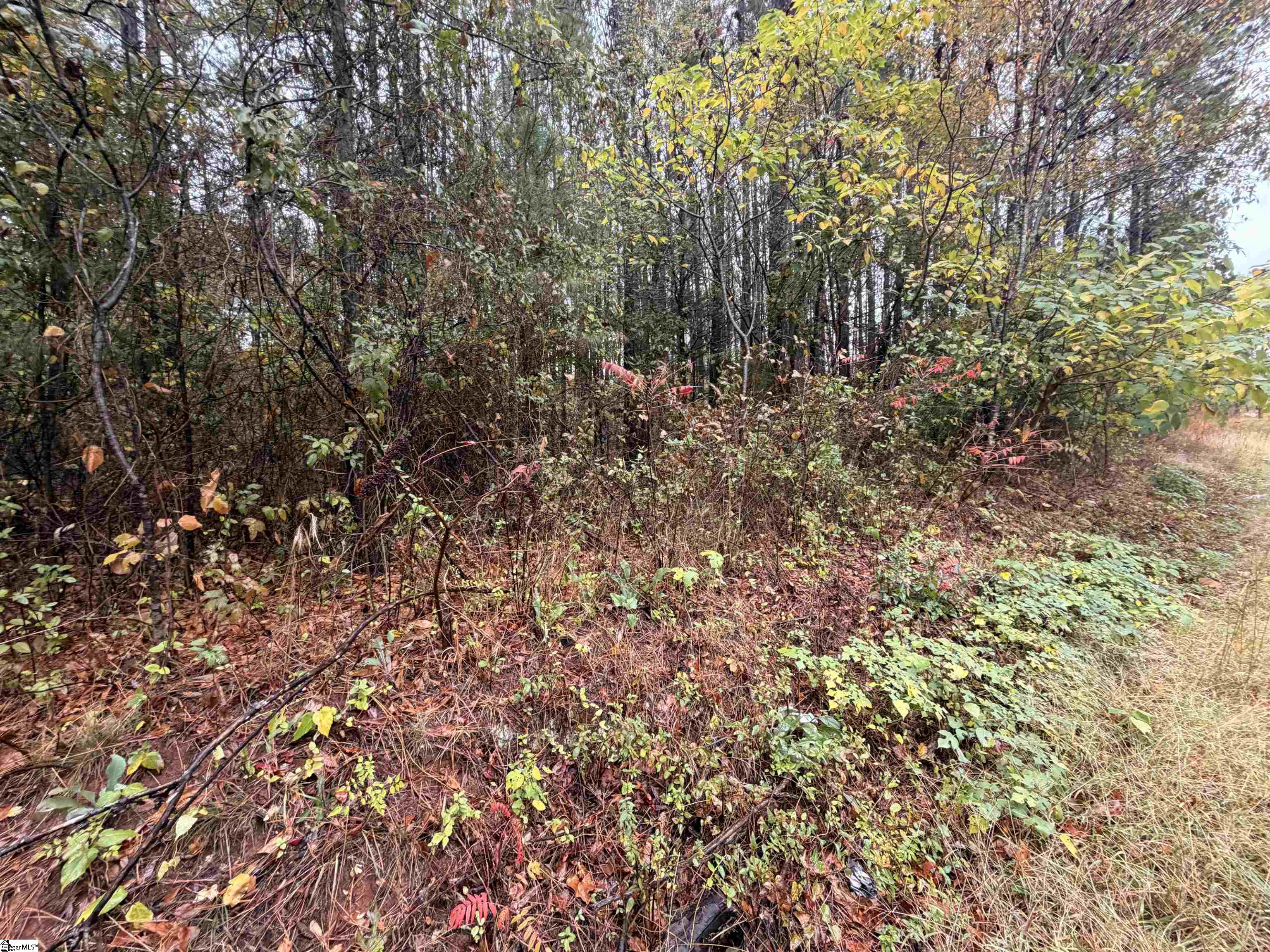 00 Beech Springs Road Property Photo 5