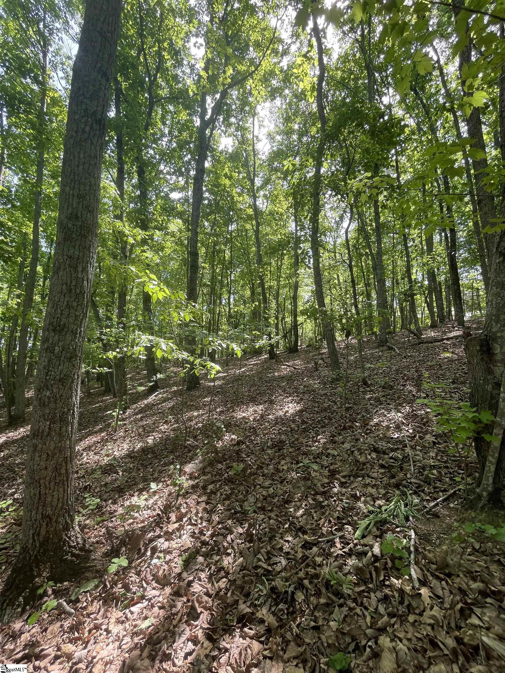 0 Packs Mountain Ridge Road Property Photo 4