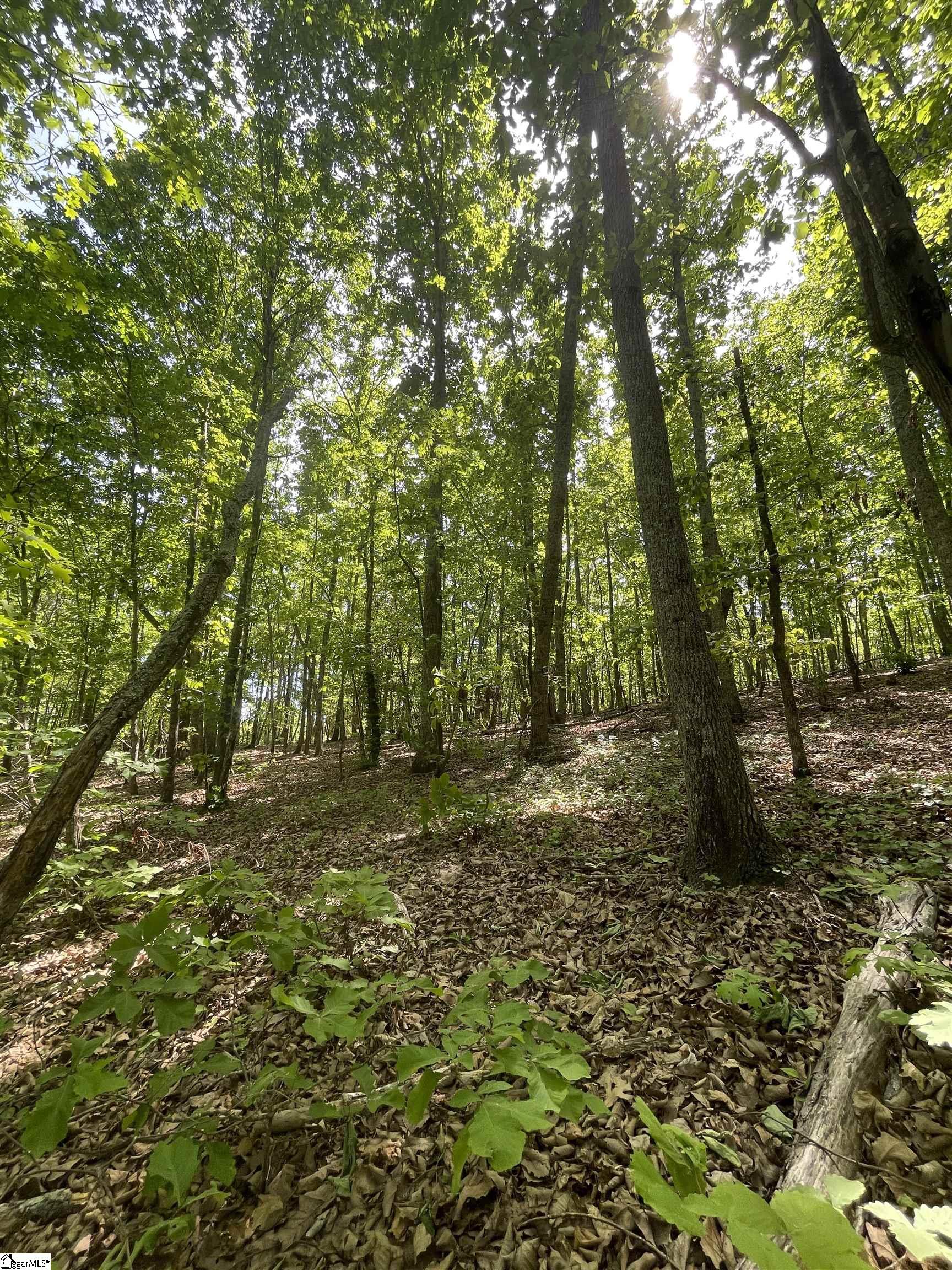 0 Packs Mountain Ridge Road Property Photo 15