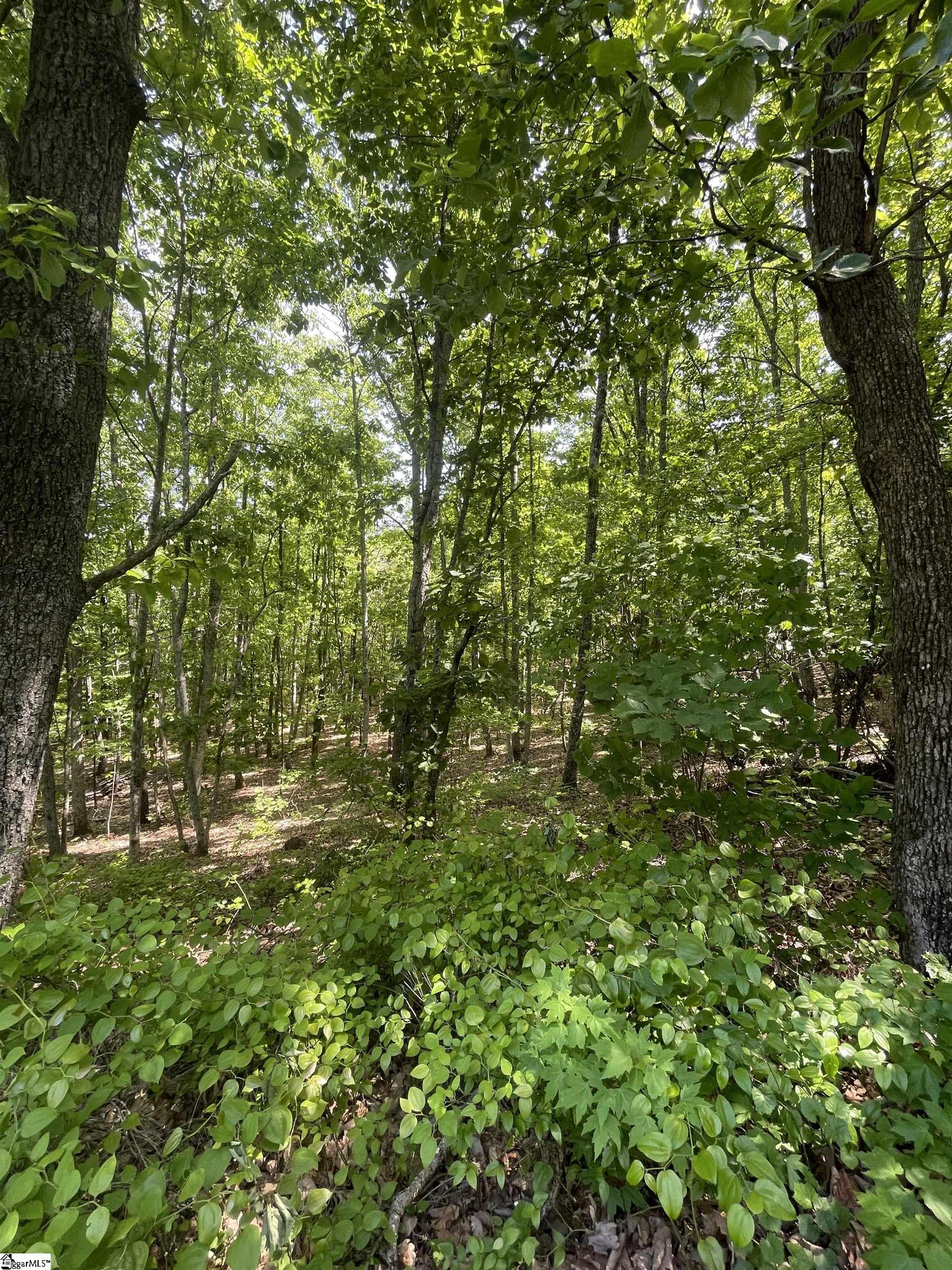 0 Packs Mountain Ridge Road Property Photo 18
