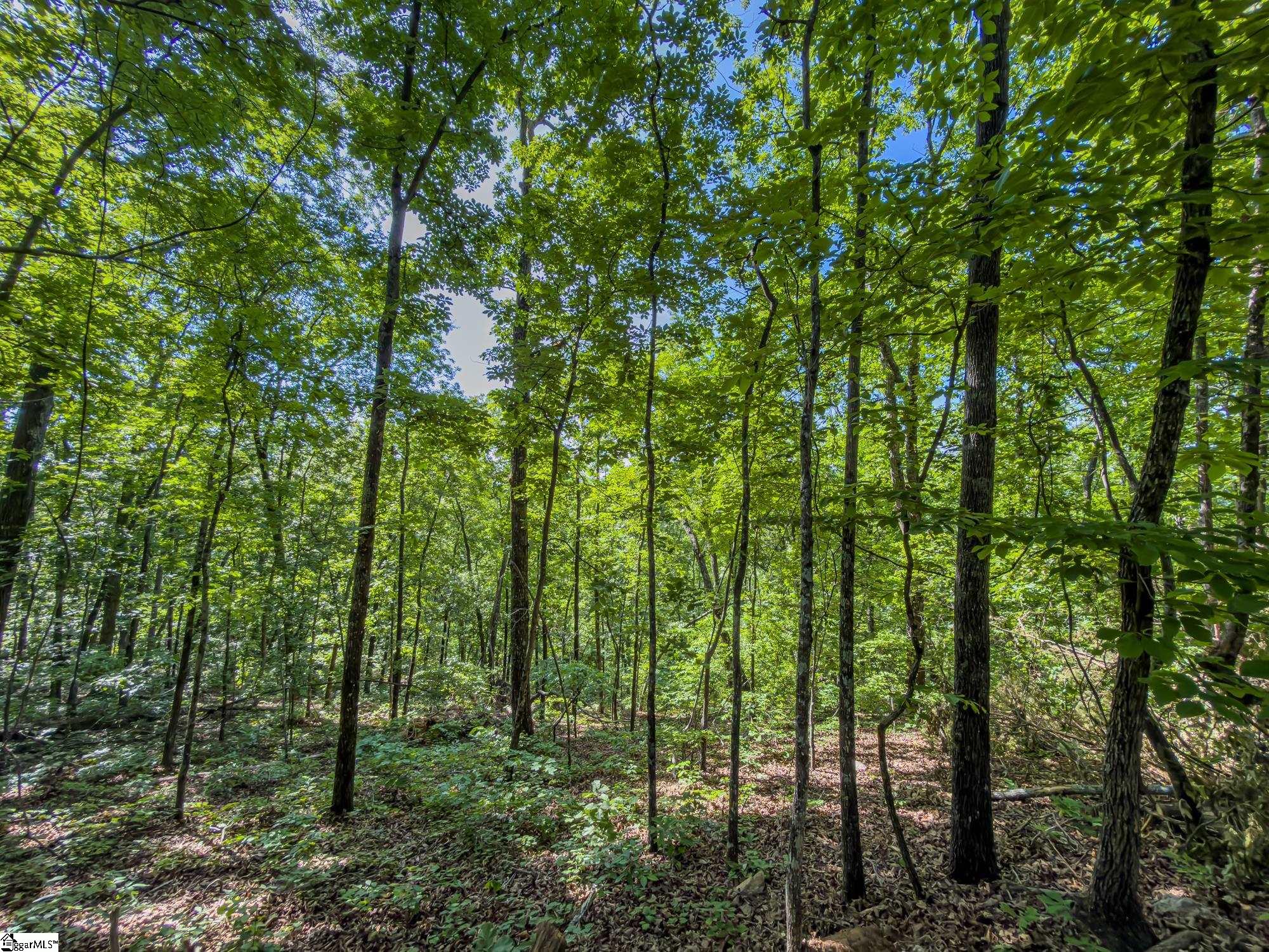611 Packs Mountain Ridge Road Property Photo 19