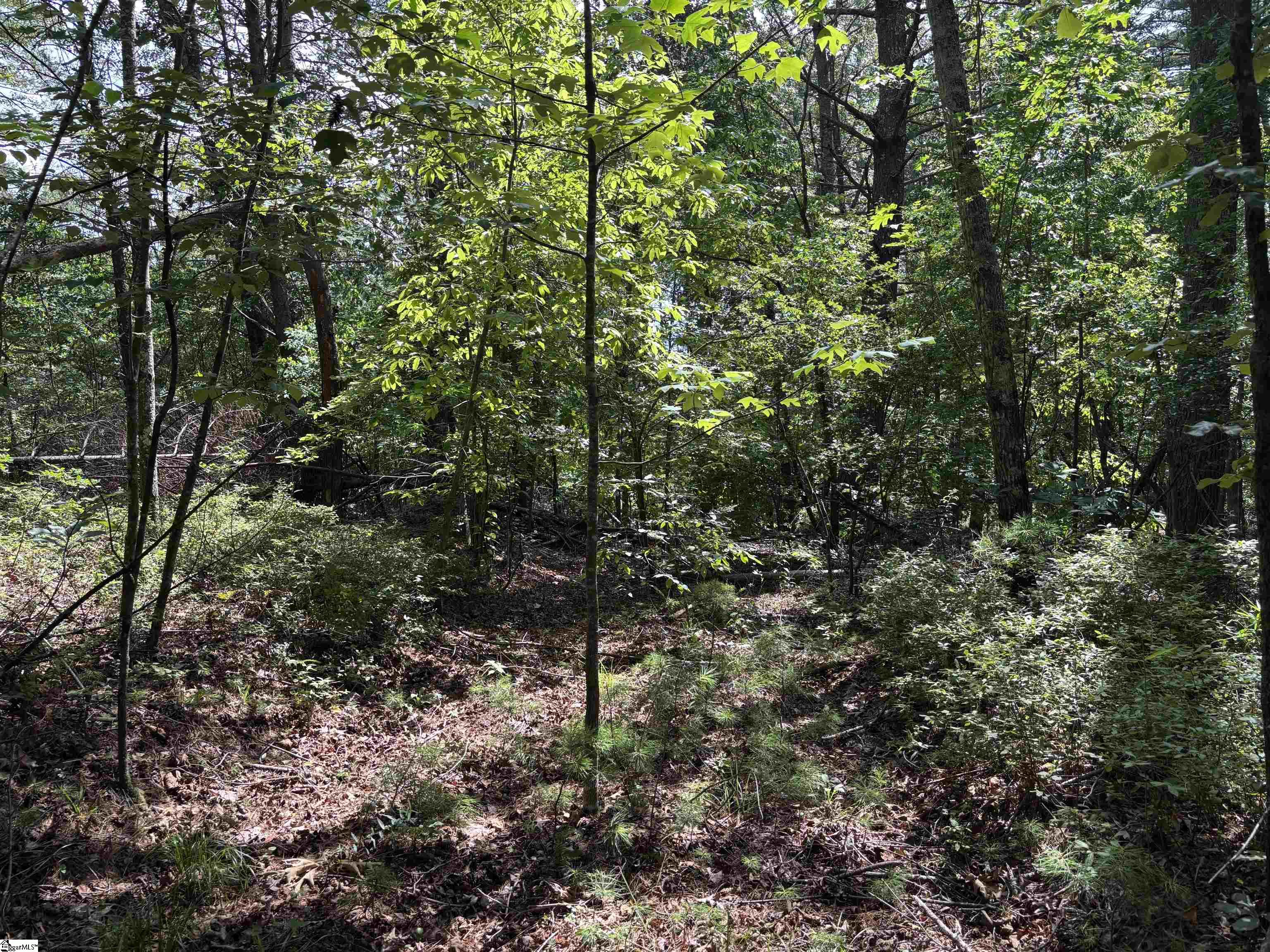 106 Dutchmans Pipe Trail Property Photo 6