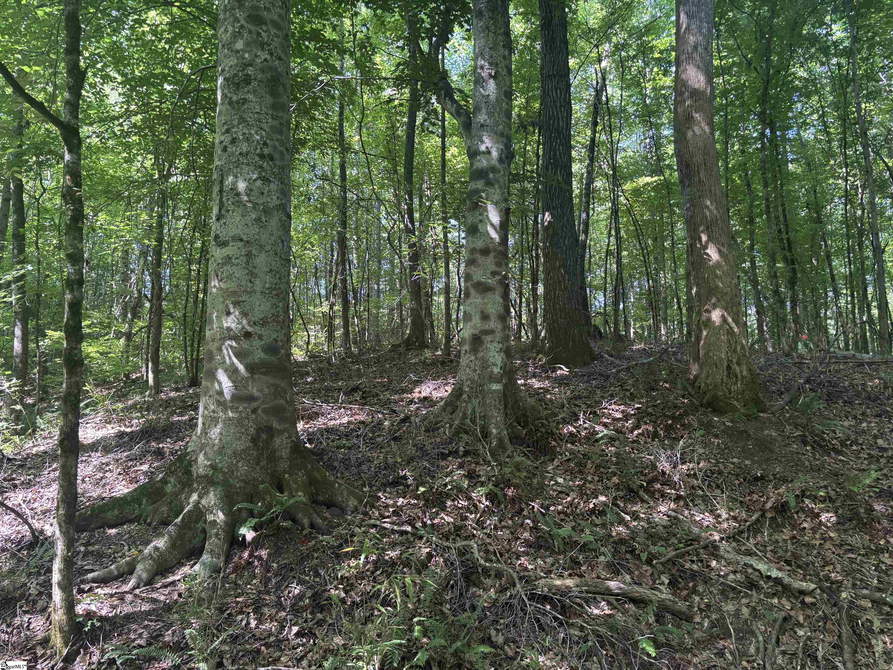 Old Calhoun Falls Road Property Photo 8