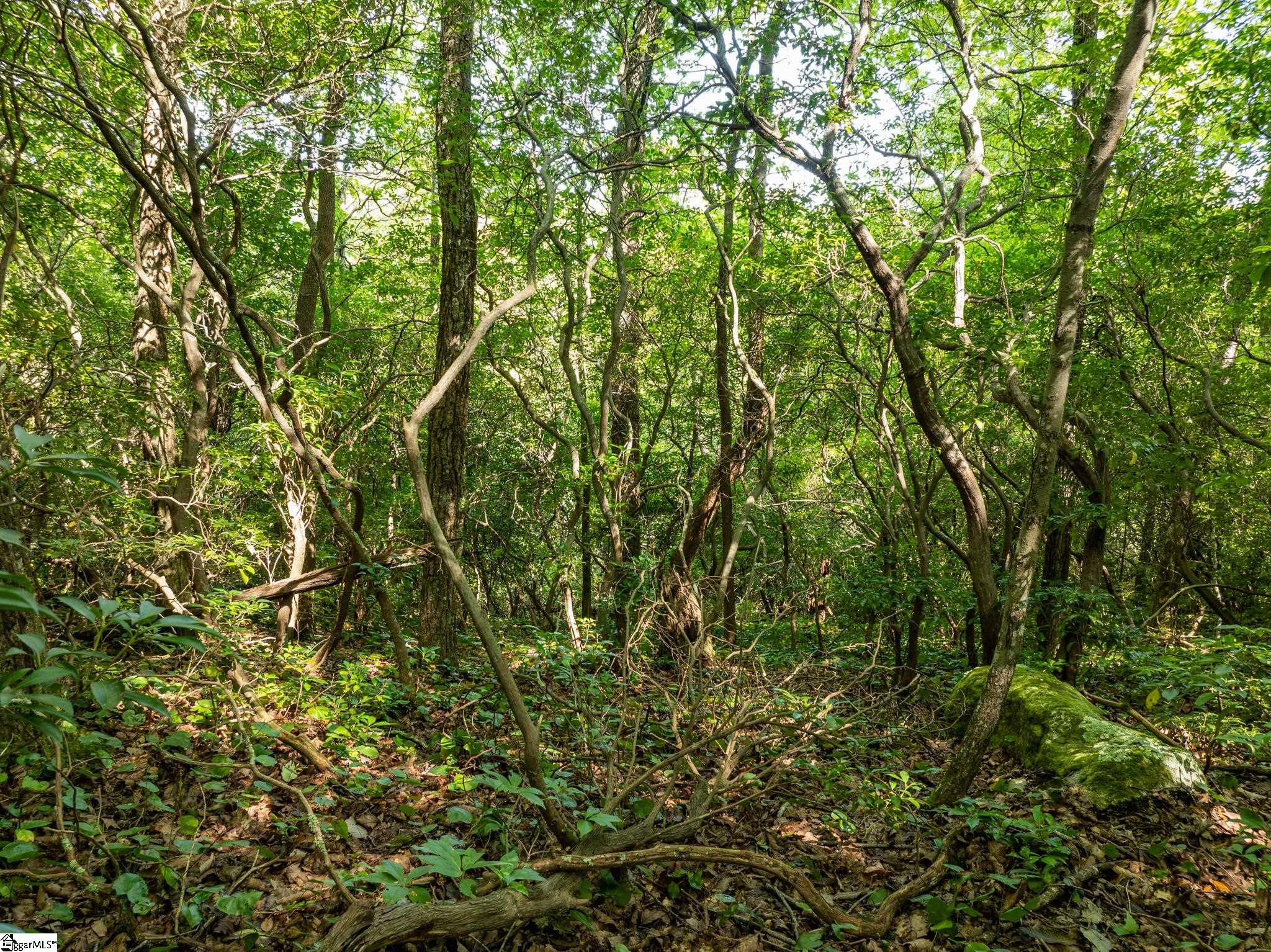0 Panther Mountain Road Property Photo 30