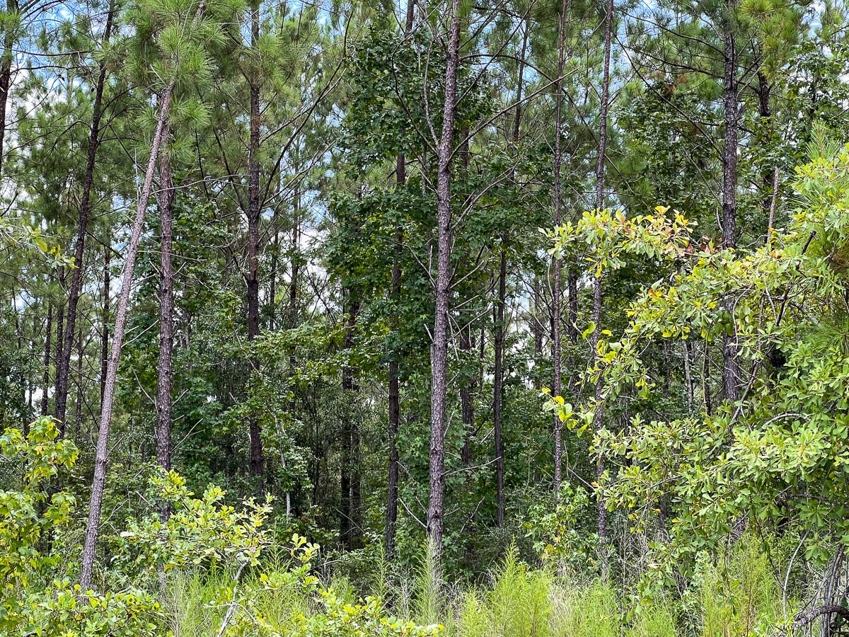 01 County Road 1420 Property Photo 8