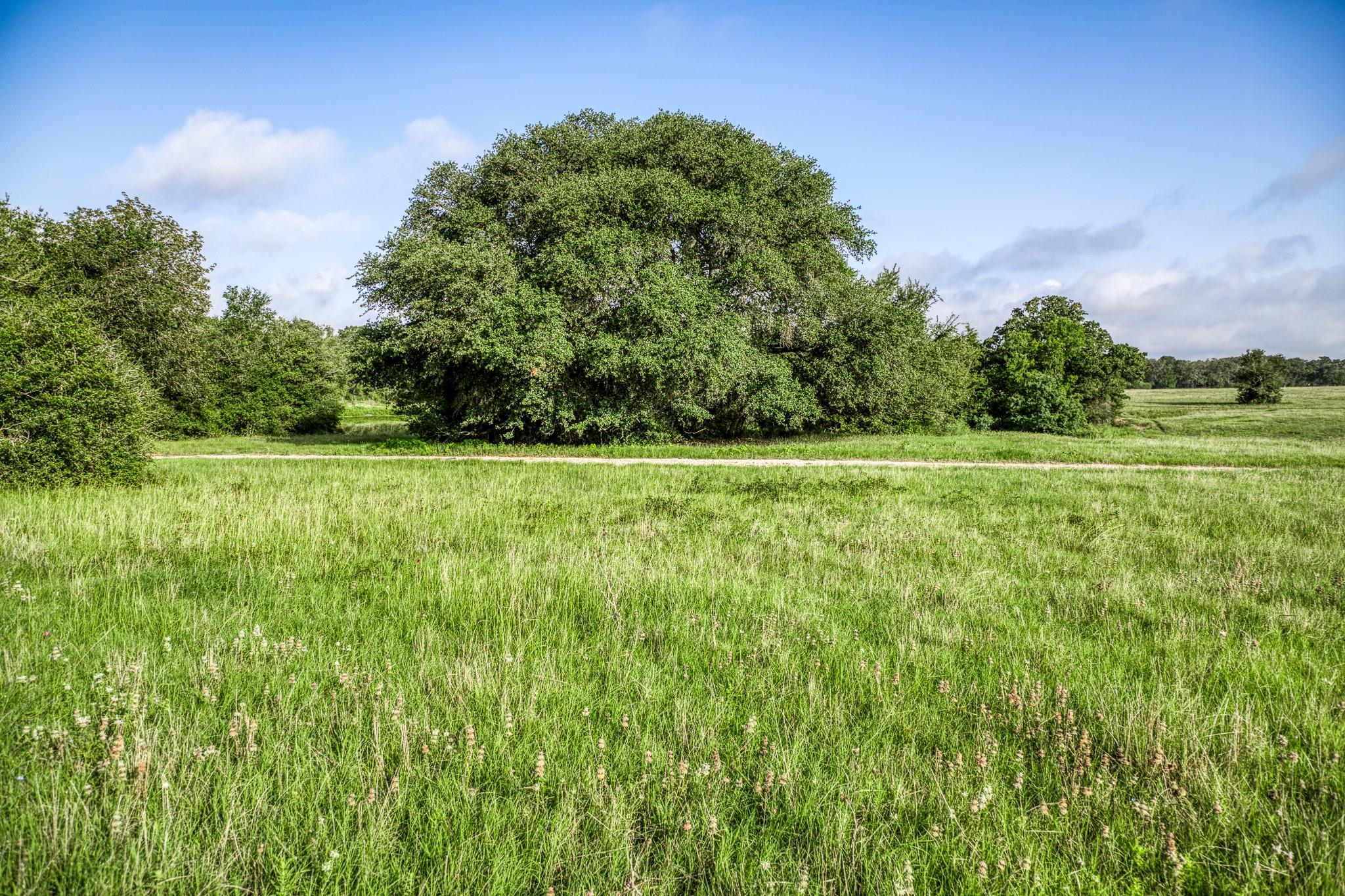 Tract 11 S Nassau Road, Round Top Tx 78954 Property Photo 6