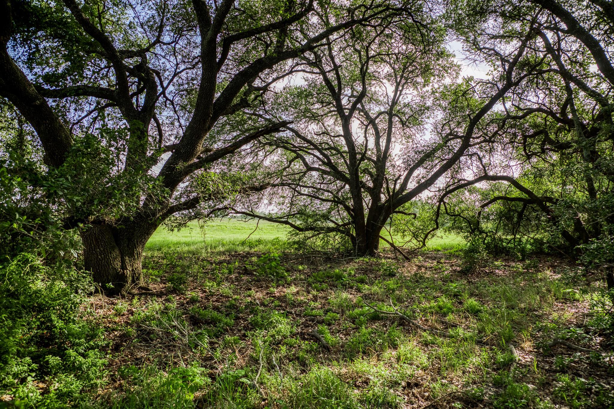Tract 11 S Nassau Road, Round Top Tx 78954 Property Photo 11