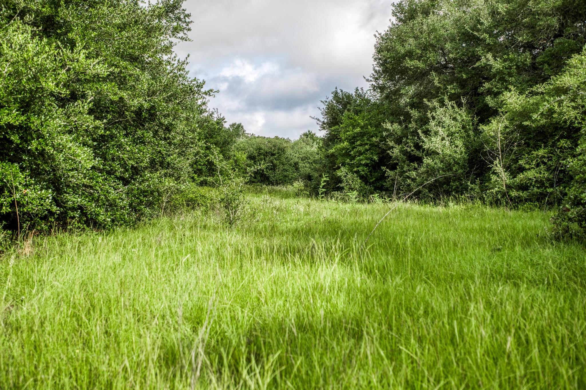 Tract 11 S Nassau Road, Round Top Tx 78954 Property Photo 16