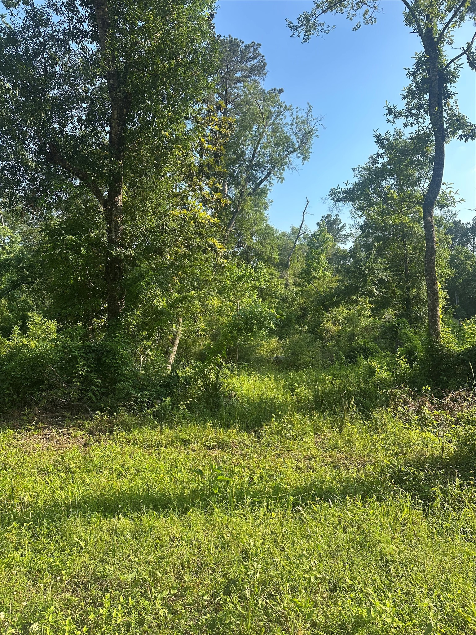 Tbd Little Lane Property Photo 4