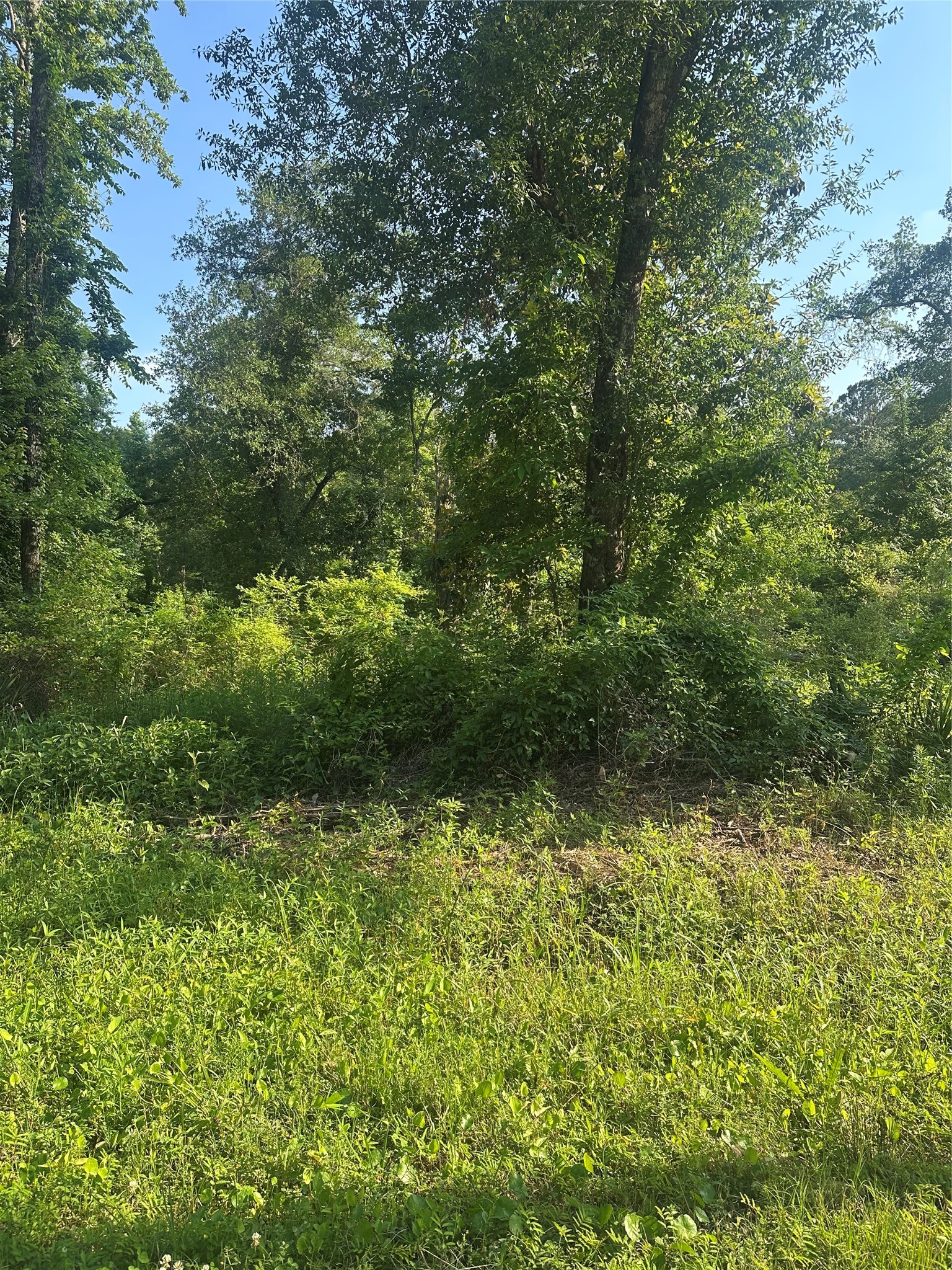 Tbd Little Lane Property Photo 6