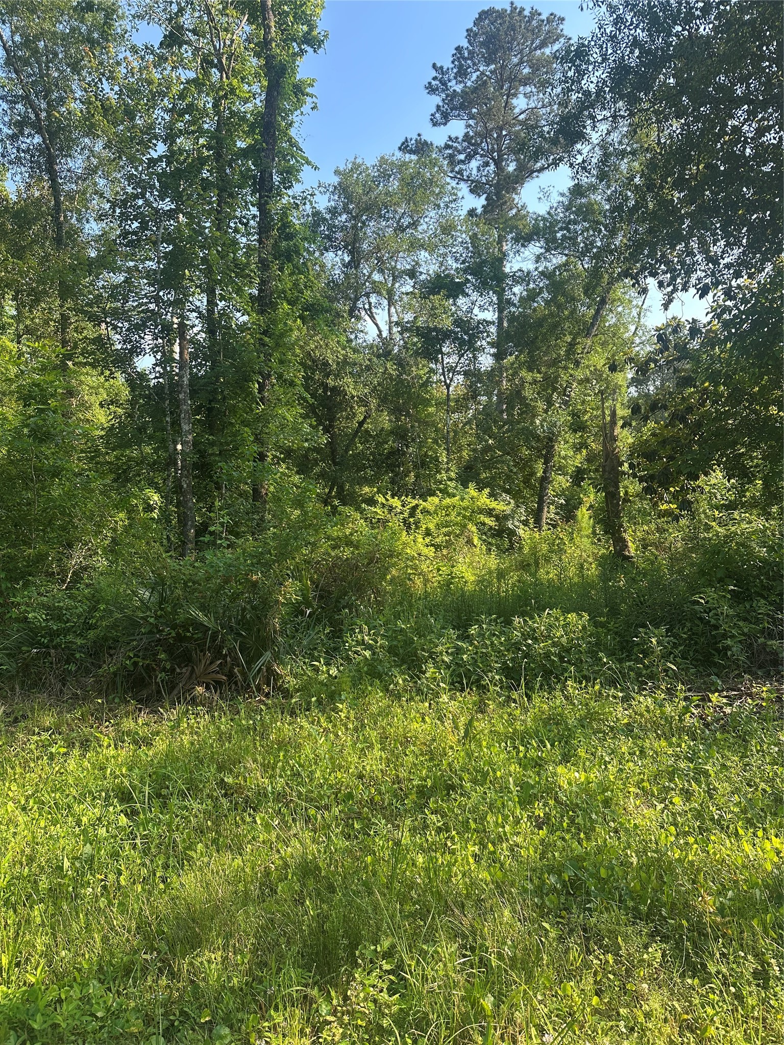 Tbd Little Lane Property Photo 7