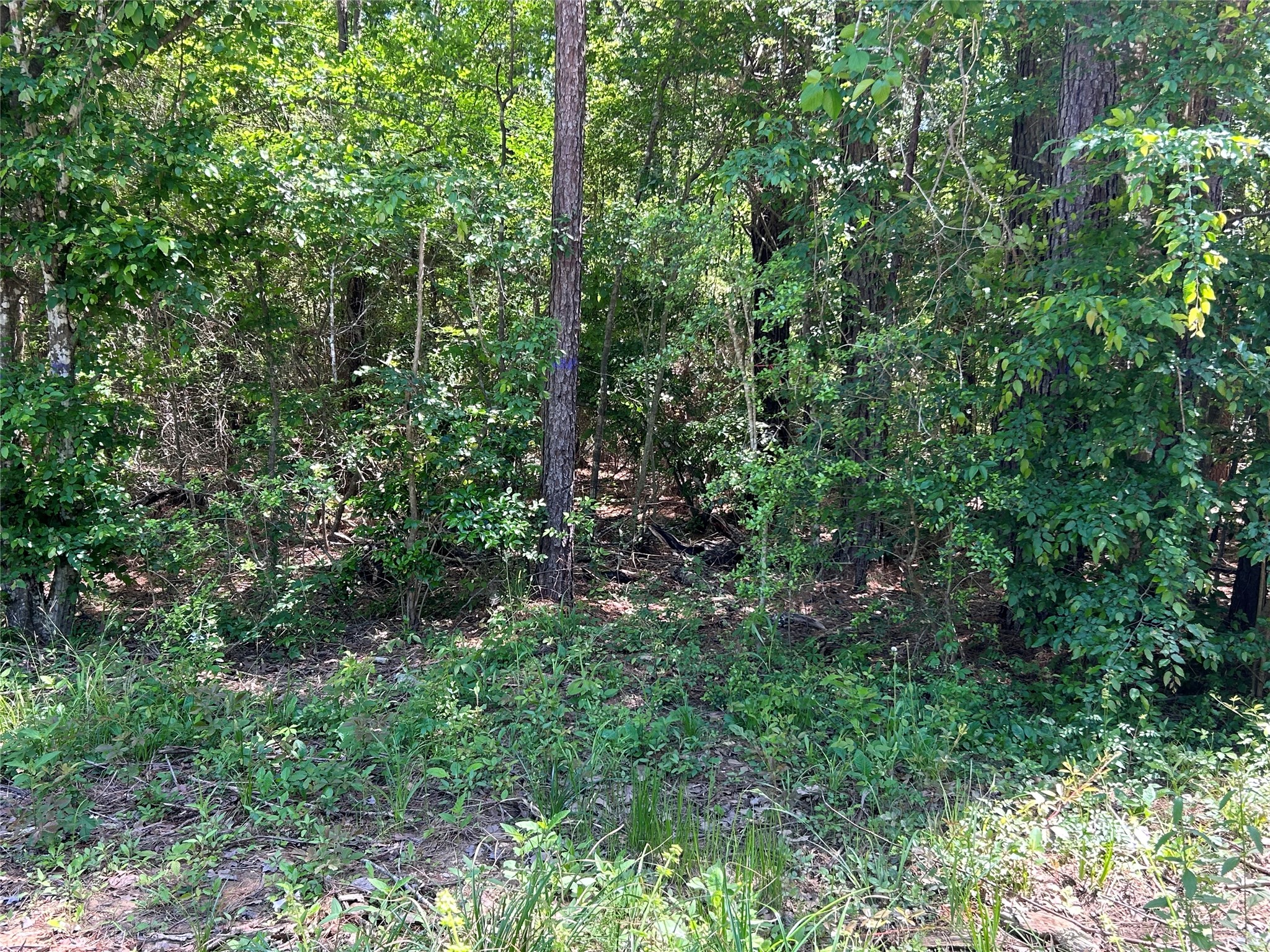 0 Redwood Lane Property Photo 1