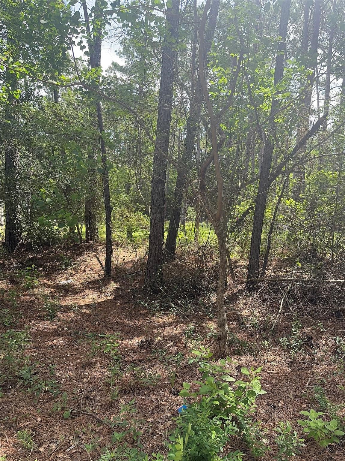 13 Scarlet Oak Dr Property Photo 4
