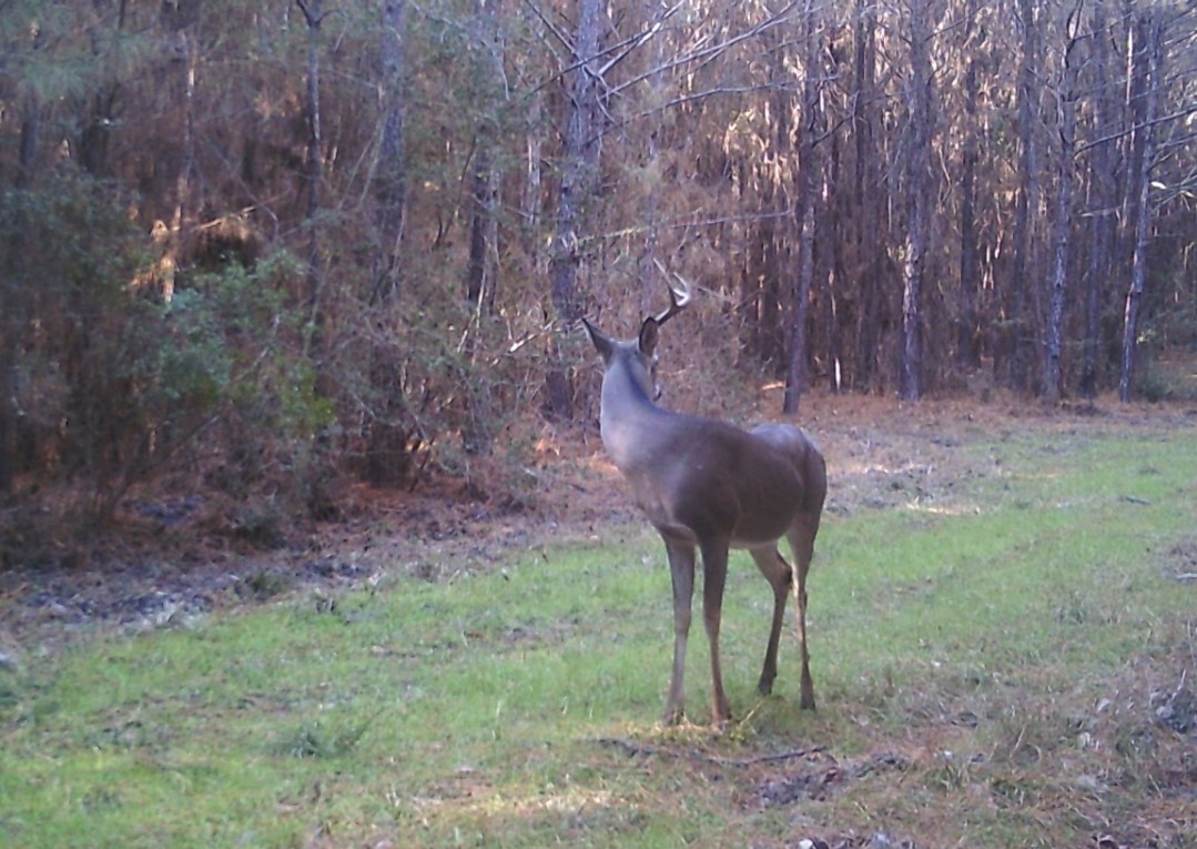 182 Bailey Jones Property Photo 7