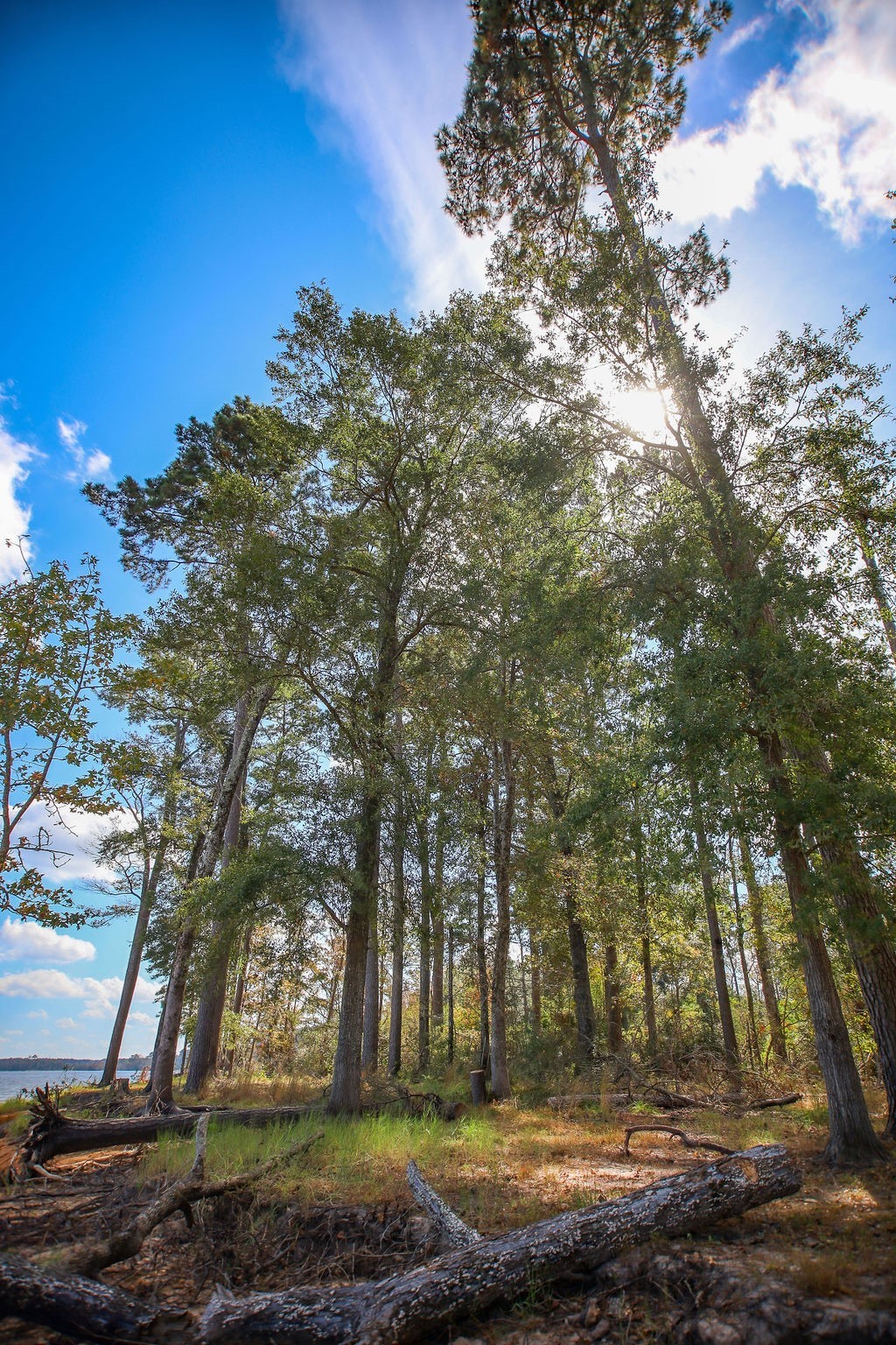 182 Bailey Jones Property Photo 15