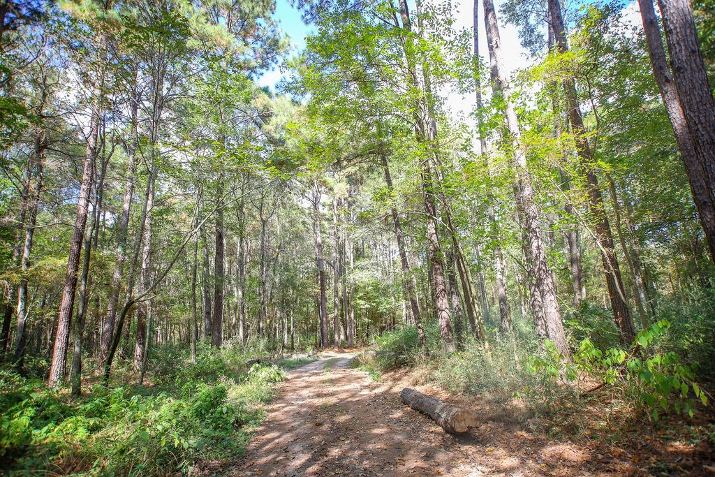 182 Bailey Jones Property Photo 16