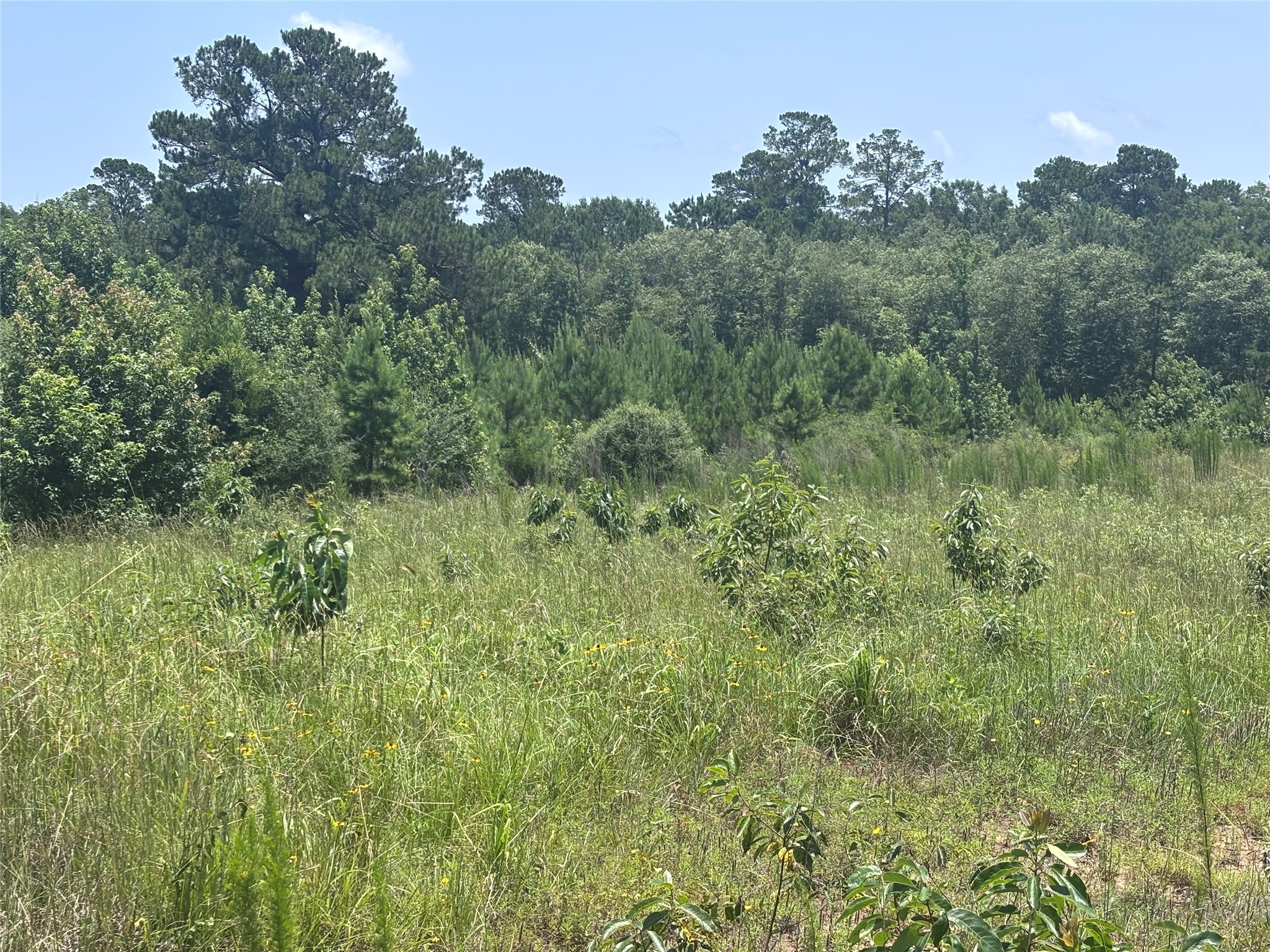 Tbd Canopy Ridge Property Photo 6