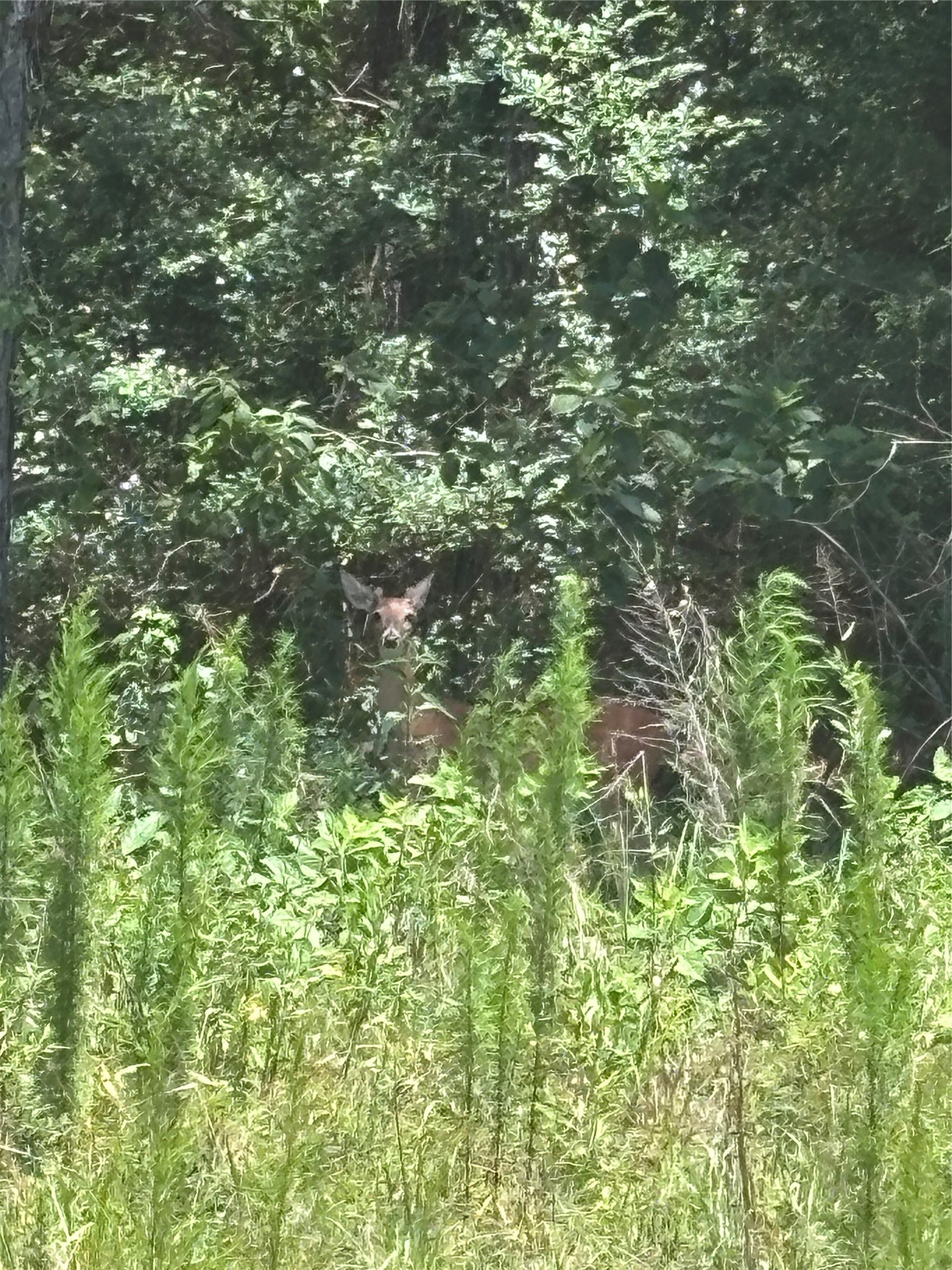 Tbd Canopy Ridge Property Photo 9