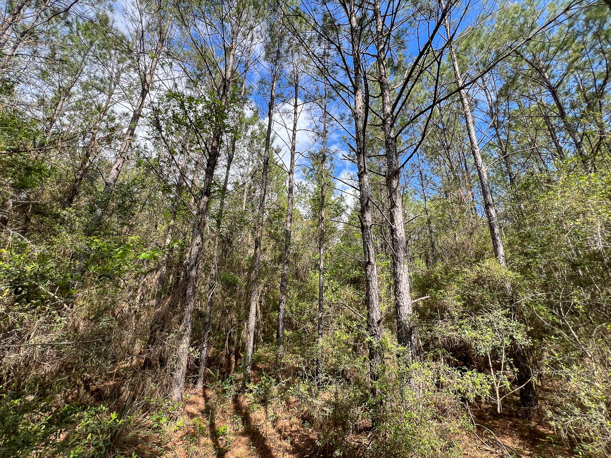 2 Cr 4280 Property Photo 5