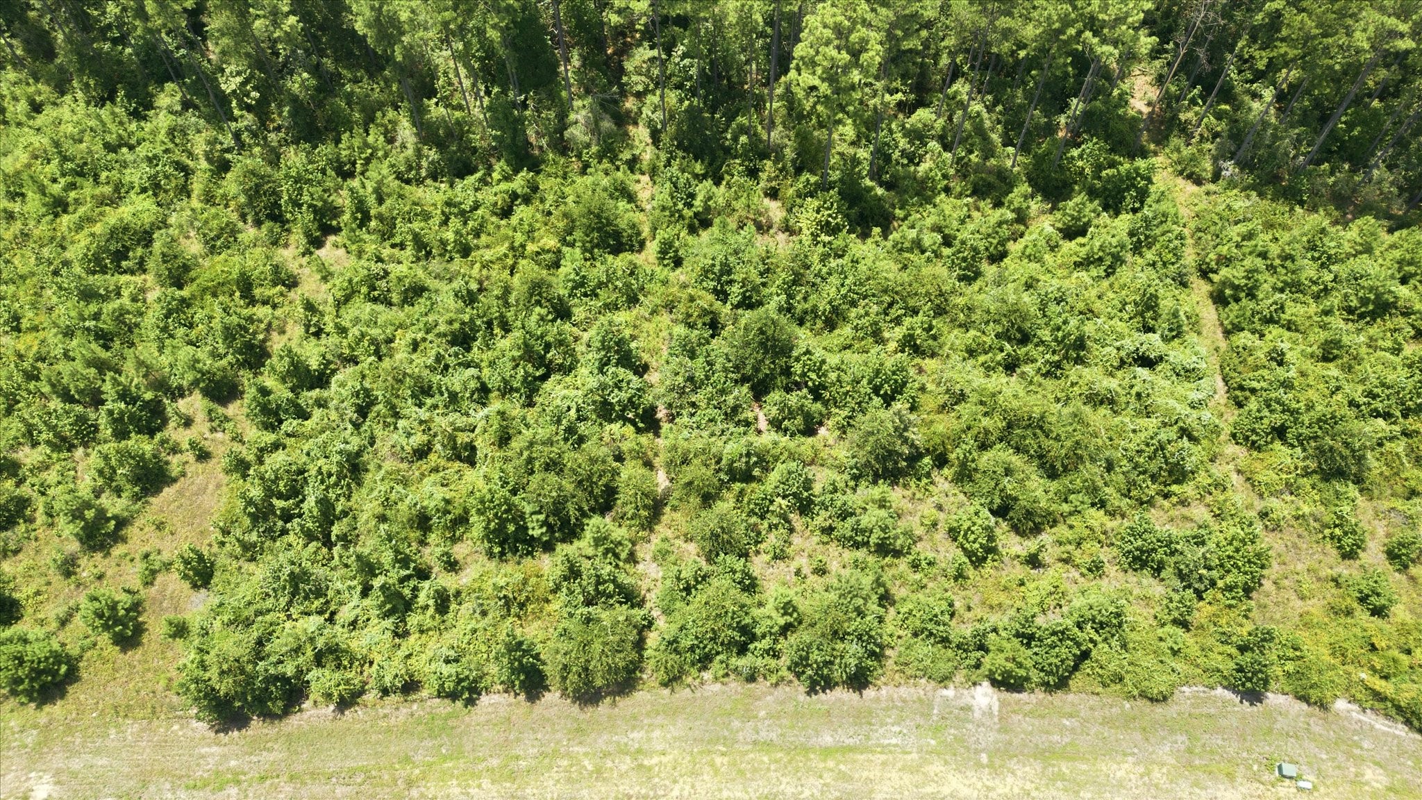 15977 Ridge Oak Road Property Photo 11