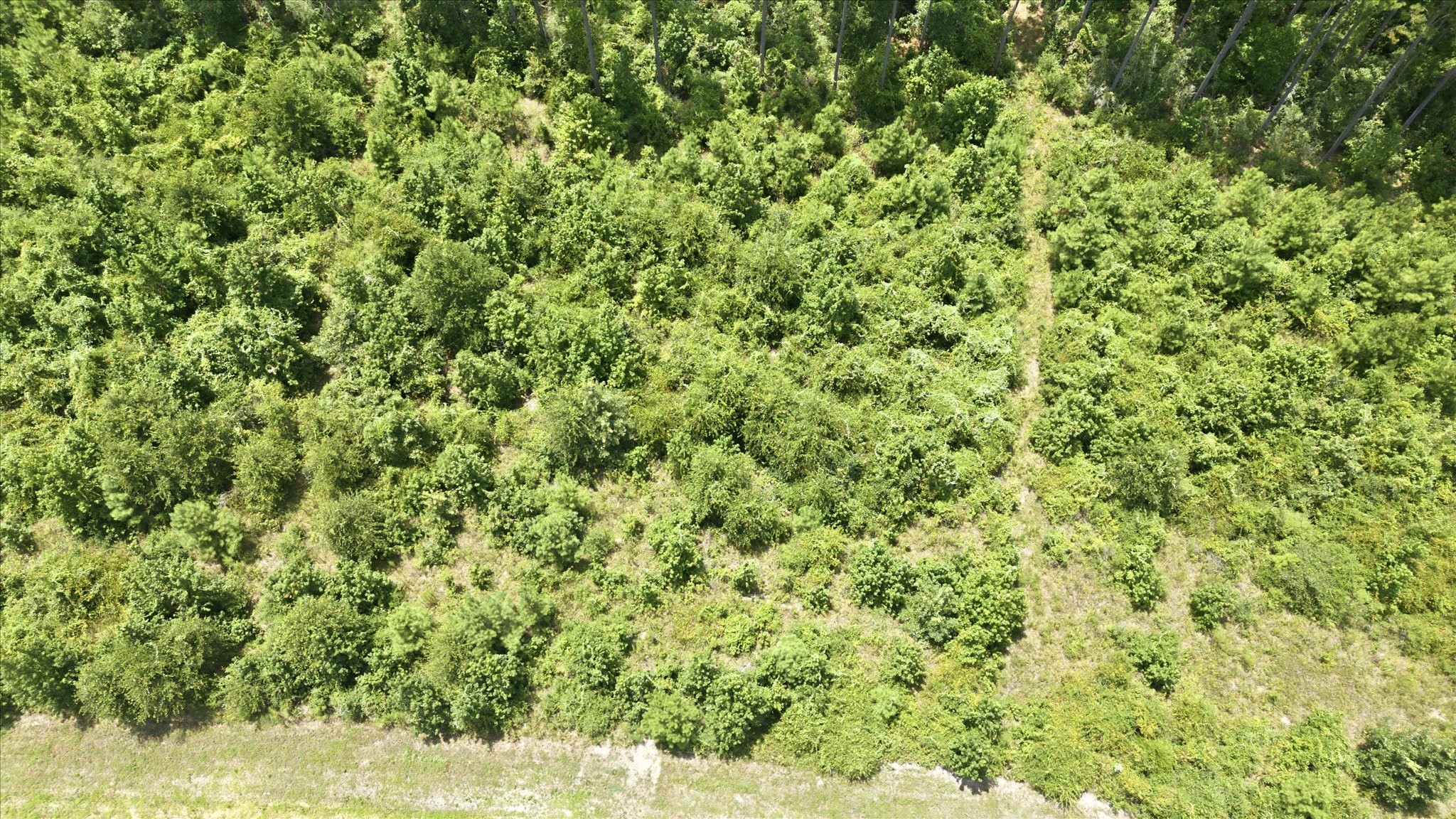 15977 Ridge Oak Road Property Photo 17